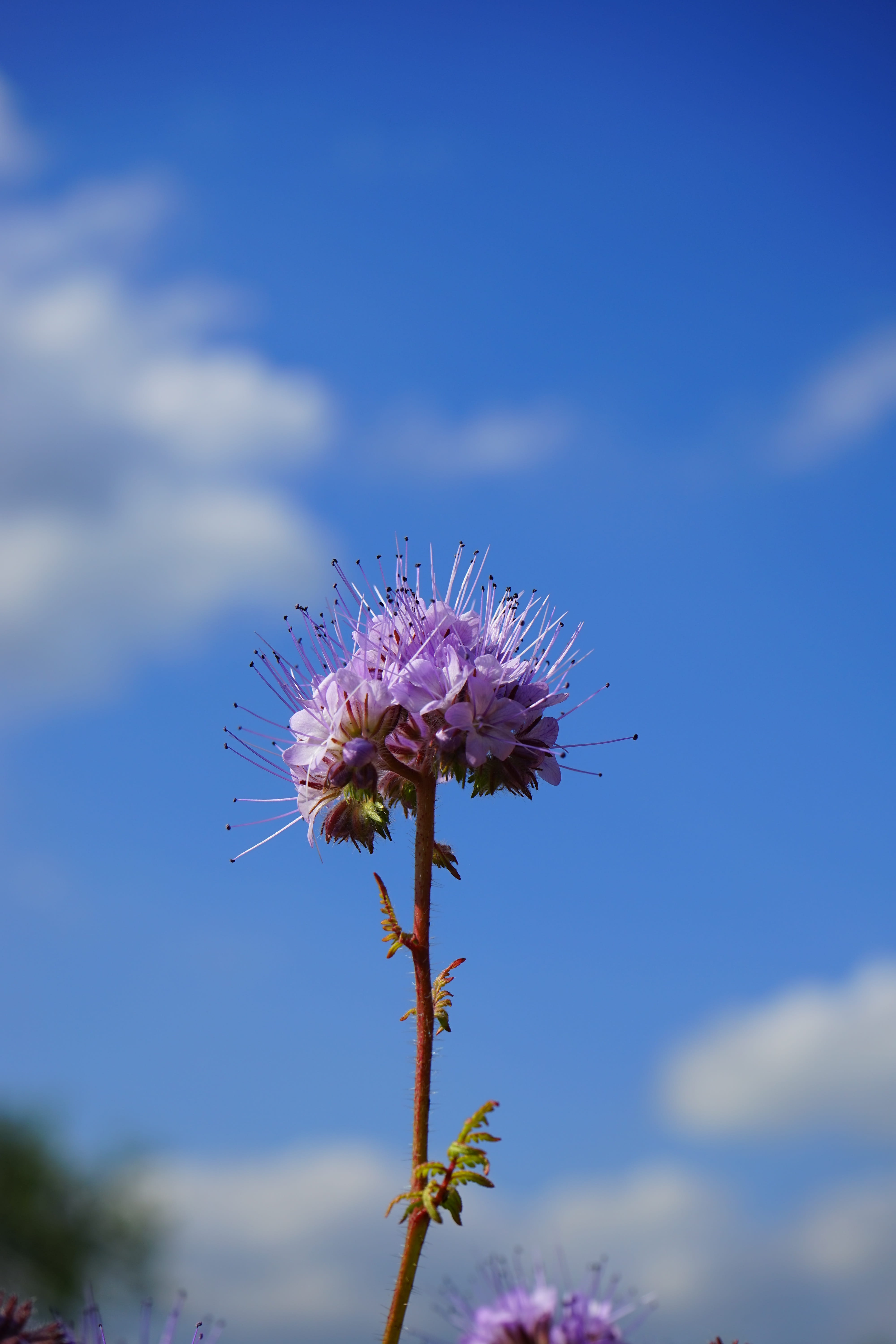 inflorescences, Flower, outdoors, focus on foreground, flower head, freshness, nature, sky, no people, plant, pollination, globose, cloud - sky, bee friend, Phone HD Wallpaper