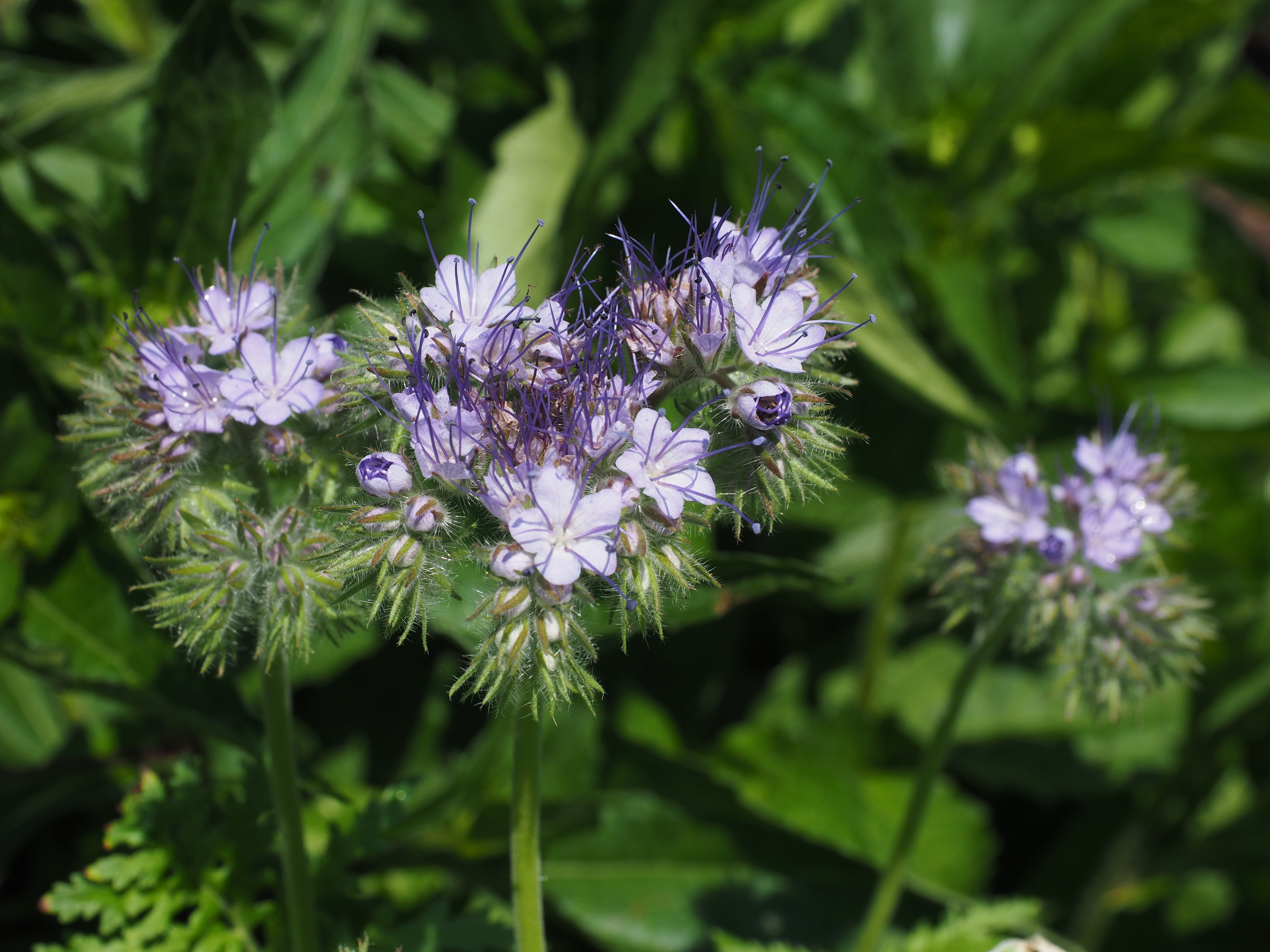 globose, animals in the wild, close-up, beekeeper plant, green color, inflorescences, phacelia, flowering plant, water leaf green, invertebrate, phacelia tanacetifolia, HD Wallpaper