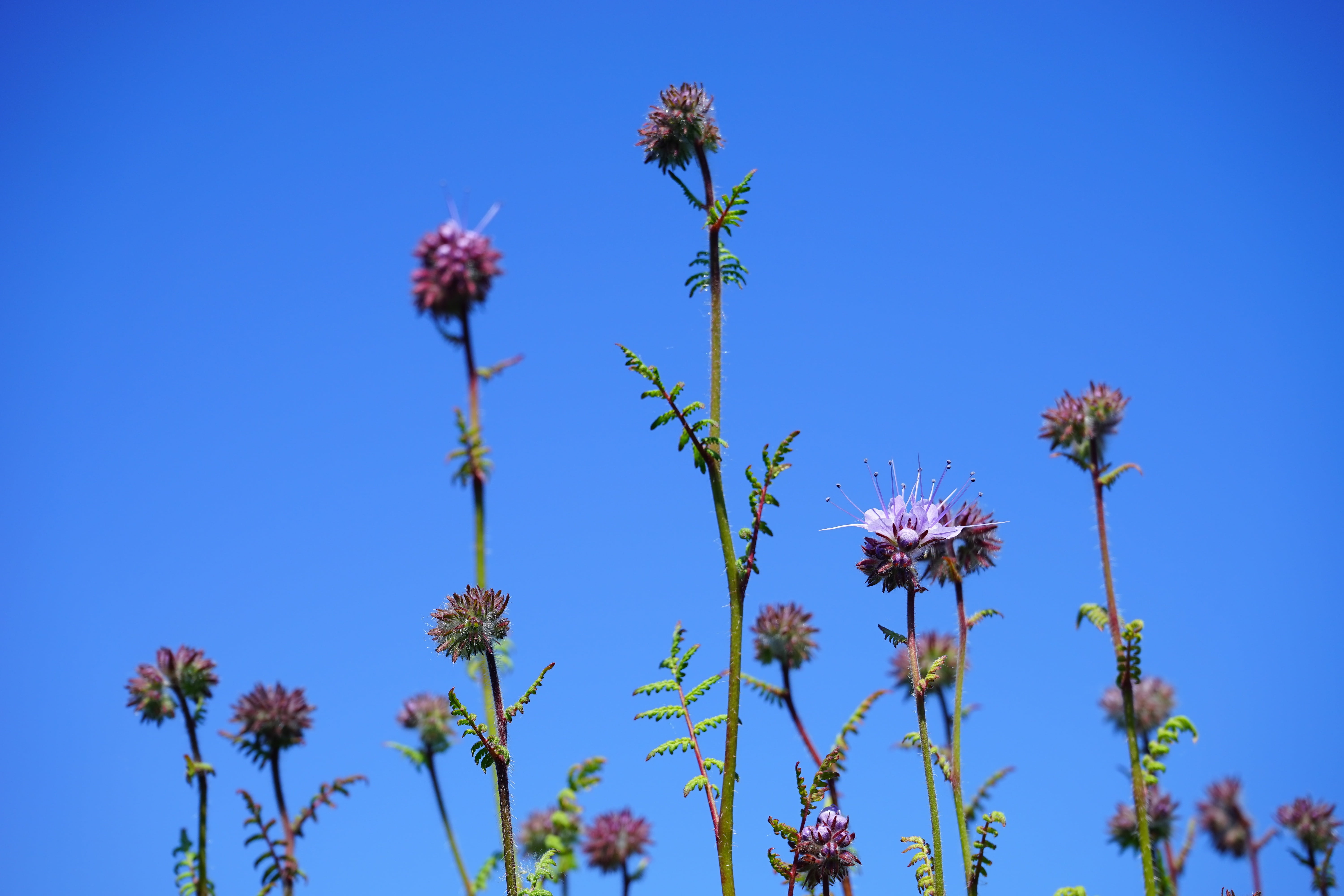 clear sky, tufted flower, inflorescences, bees, low angle view, freshness, phacelia tanacetifolia, raublattgewächs, nature, inflorescence, boraginaceae, HD Wallpaper