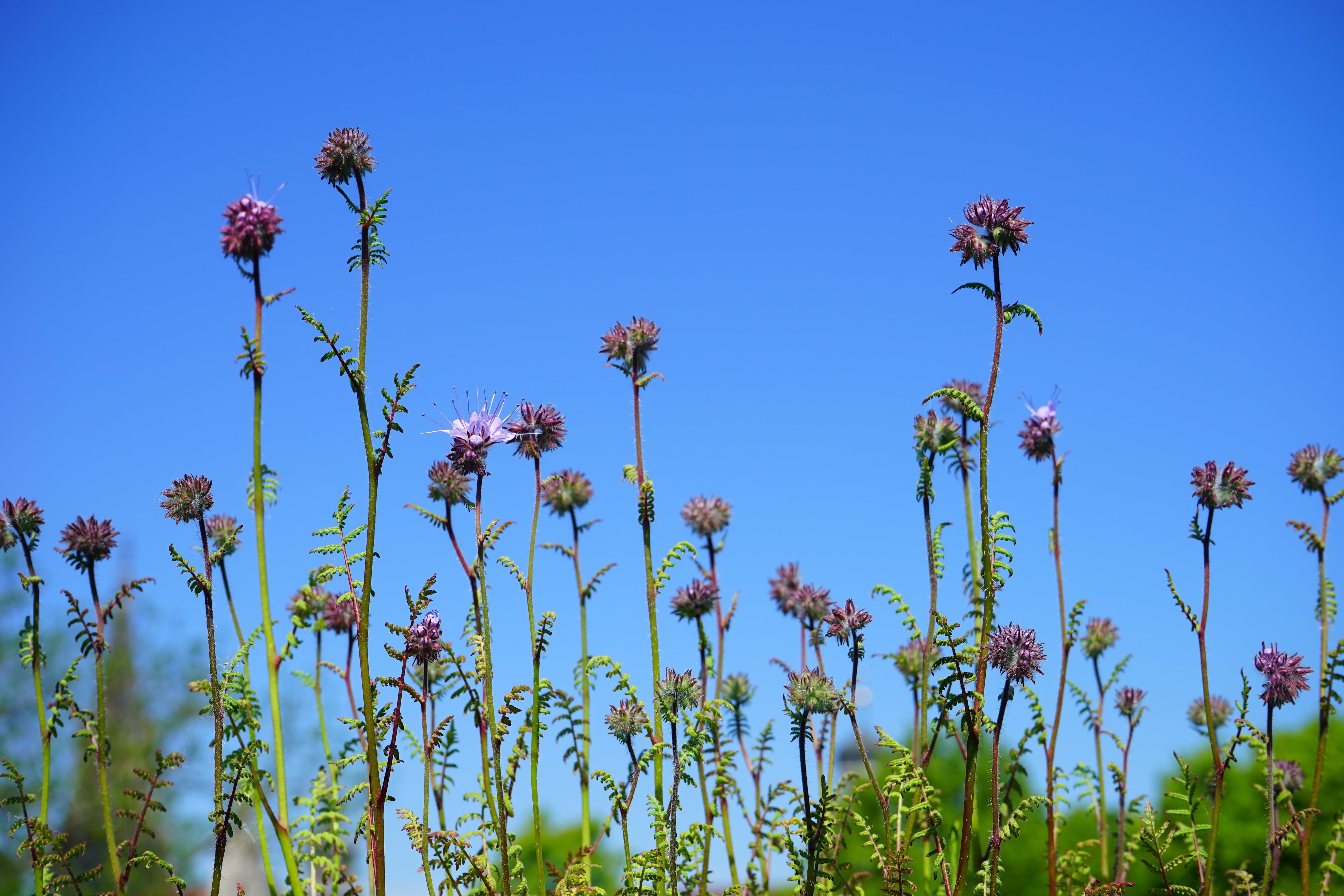 boraginaceae, freshness, bees, beauty in nature, no people, flowering plant, bee friend, low angle view, plump, tranquility, water leaf green, flower head, HD Wallpaper