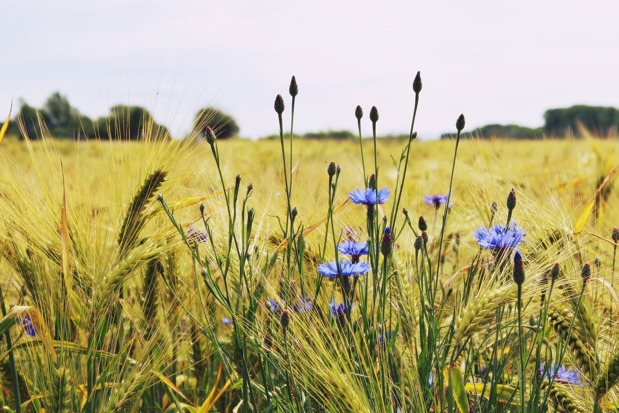 tranquil scene, summer, freshness, sky, field, barley, zyane, close-up, food, growth, land, no people, flowering plant, cereals, centaurea cyanus, tranquility, HD Wallpaper