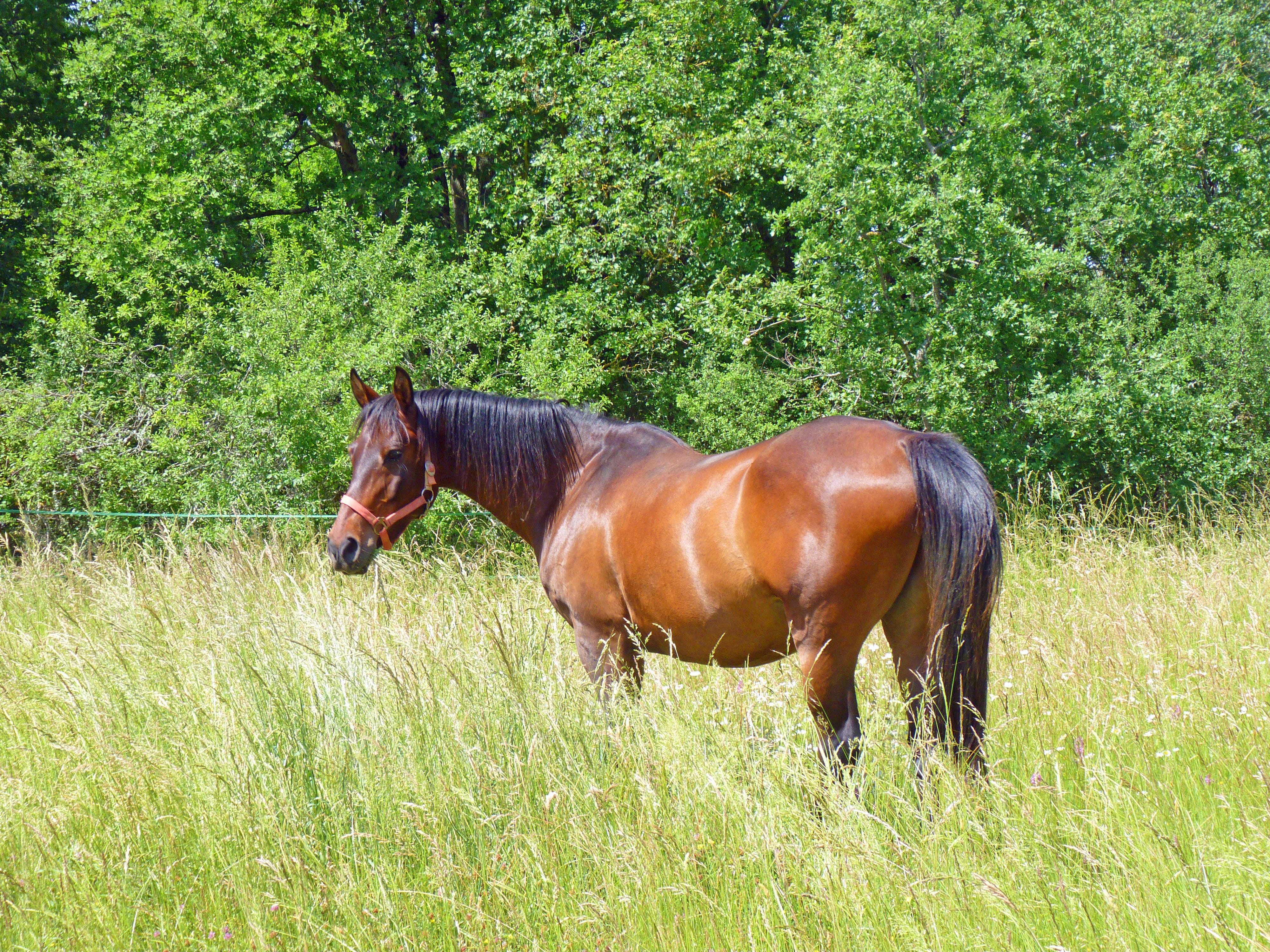 one animal, no people, Arab, equine, mare, green color, field, 4K, pure arab blood, rural Scene, meadow, pets, Pure, browse, nature, ranch, domestic animals, HD Wallpaper