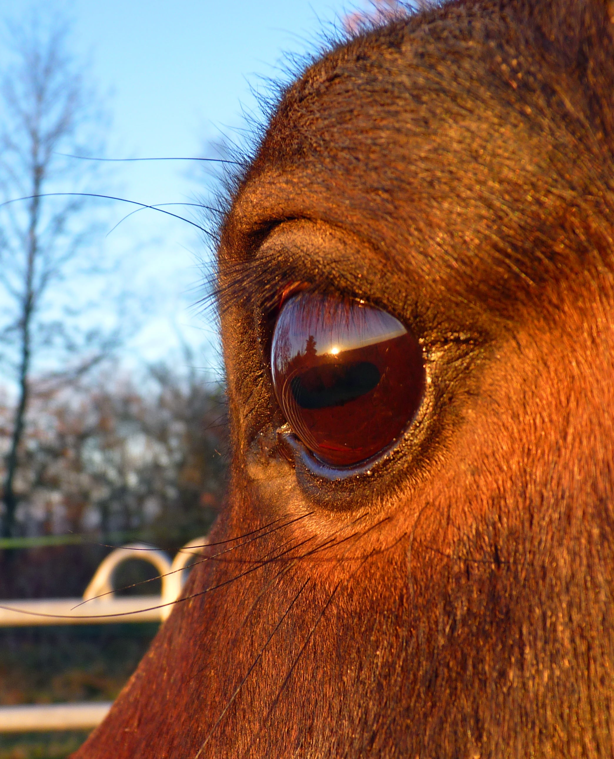 2K, animal, close-up, outdoors, domestic animals, animal Eye, animal Head, focus on foreground, pets, equine, animal body part, horse, day, head, eye, Phone HD Wallpaper