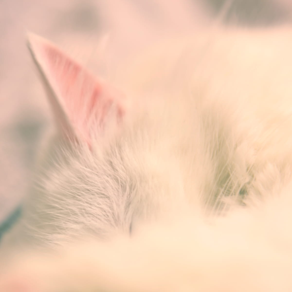 whiskers, soft, fur, relaxed, cuddly, head, animal head, comfort, no people, animal themes, animal body part, white, softness, adorable, pets, domestic animals, Phone HD Wallpaper