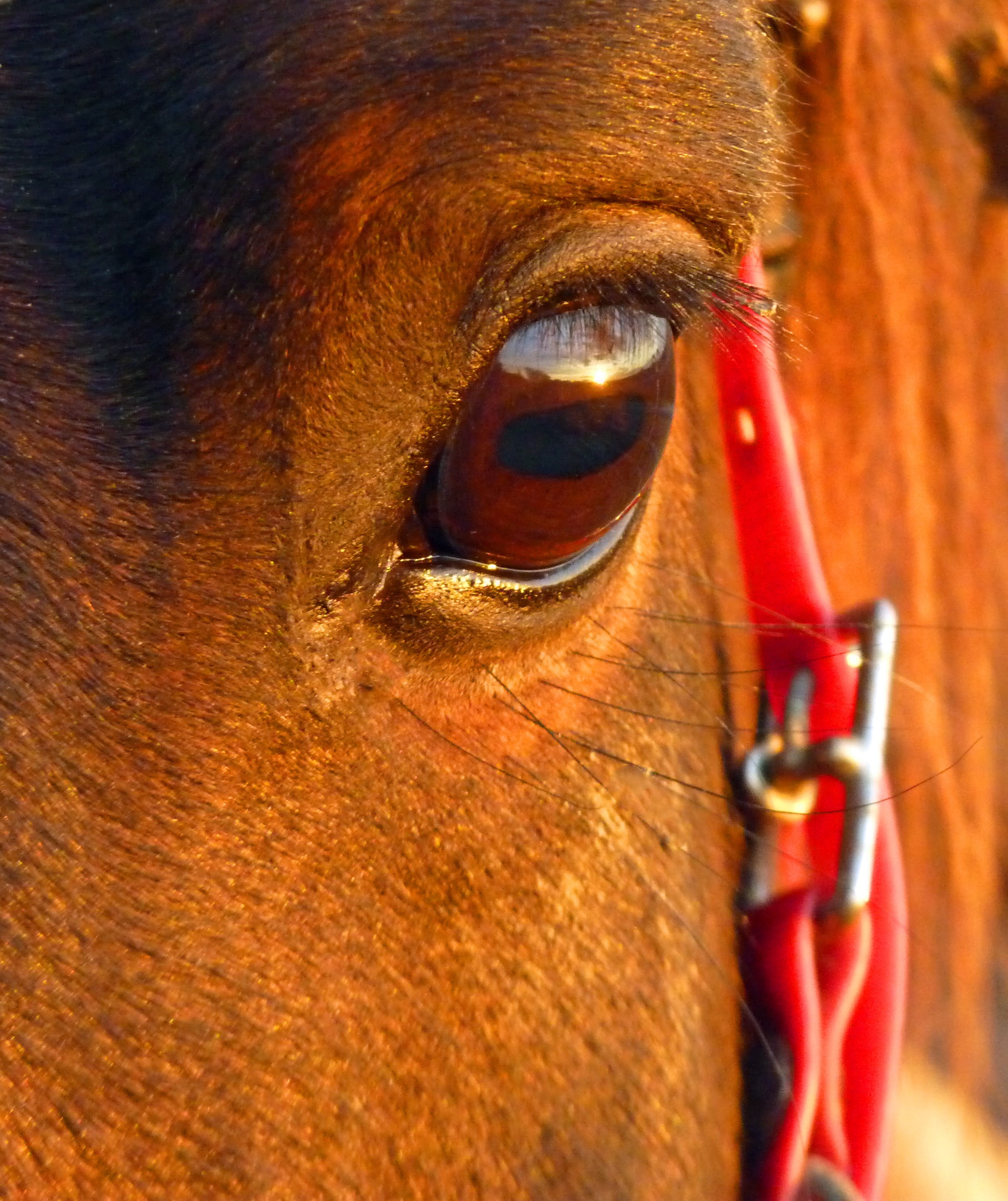 Eye, domestic, breeding horses, eyesight, outdoors, arabic, Pure, one animal, Blood, mammal, herbivorous, no people, day, Arab, pets, red, animal body part, Phone HD Wallpaper