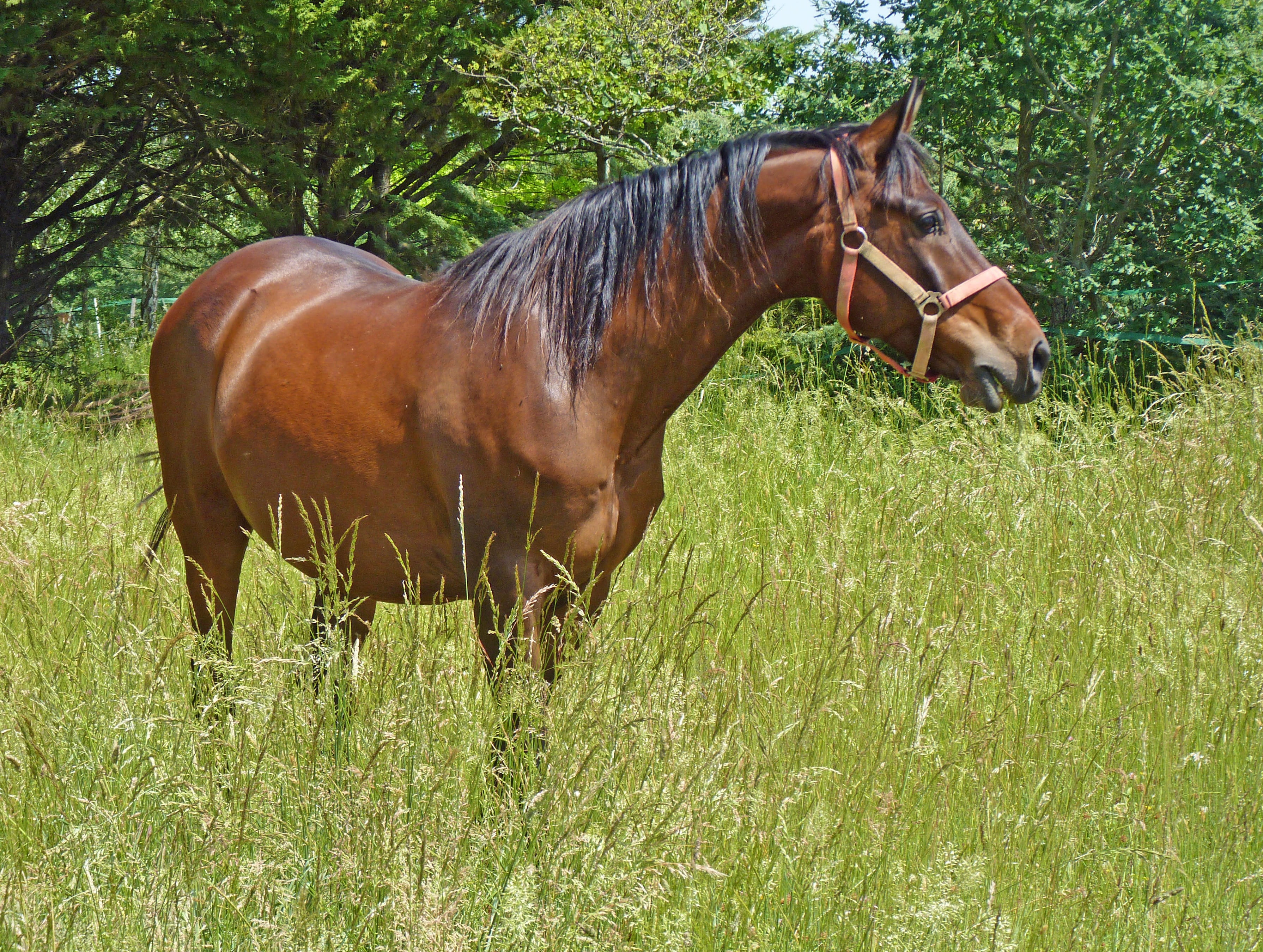 one animal, 2K, breeding, day, Pure, plant, Blood, pure arab blood, outdoors, brown, Horses, green color, pets, field, grass, land, Arabic, breeding horses, HD Wallpaper
