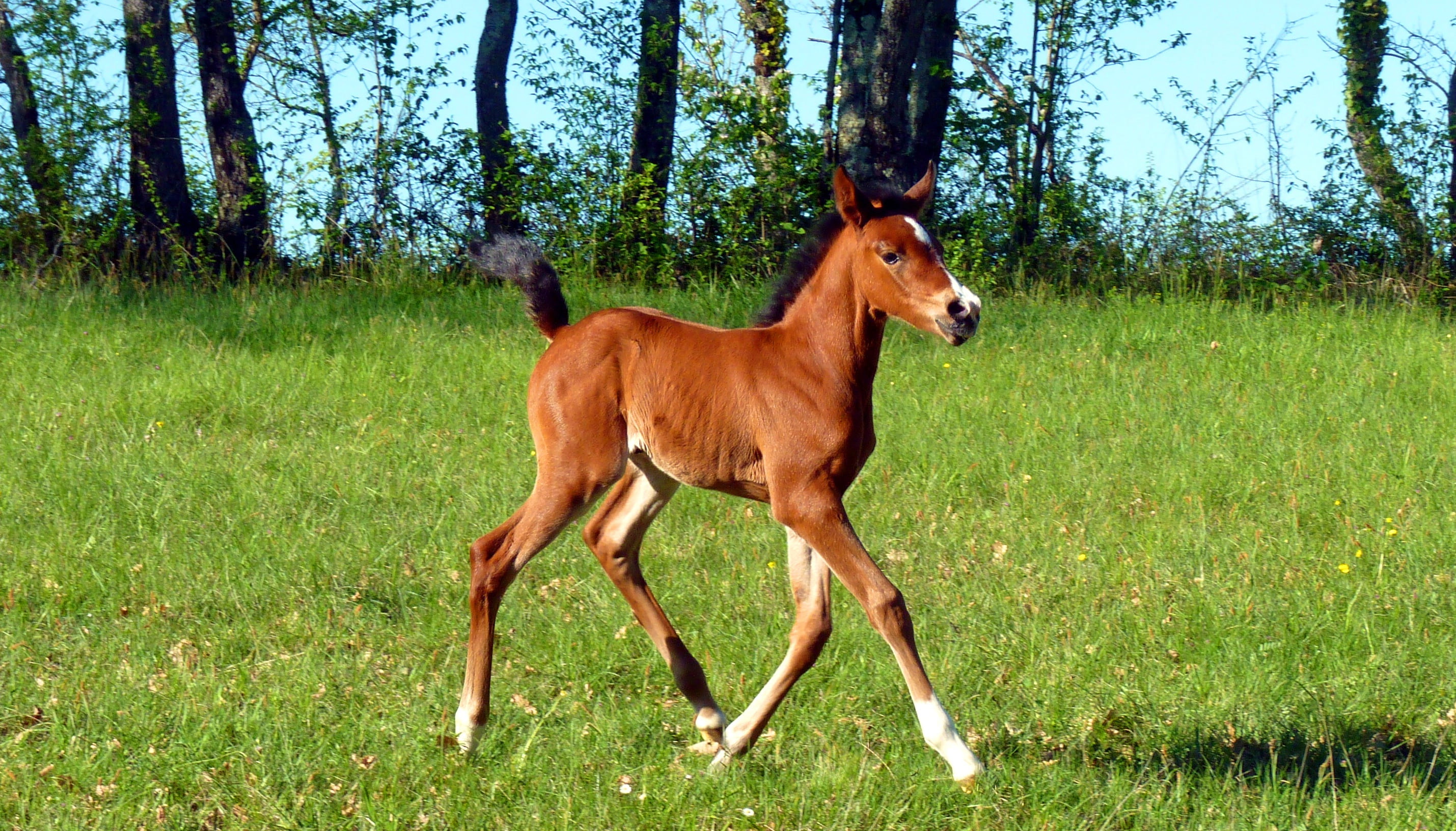 outdoors, 2K, canine, no people, pre, foal, dog, domestic, rural scene, vertebrate, grass, one animal, animal wildlife, land, equine, mammal, nature, domestic animals, HD Wallpaper