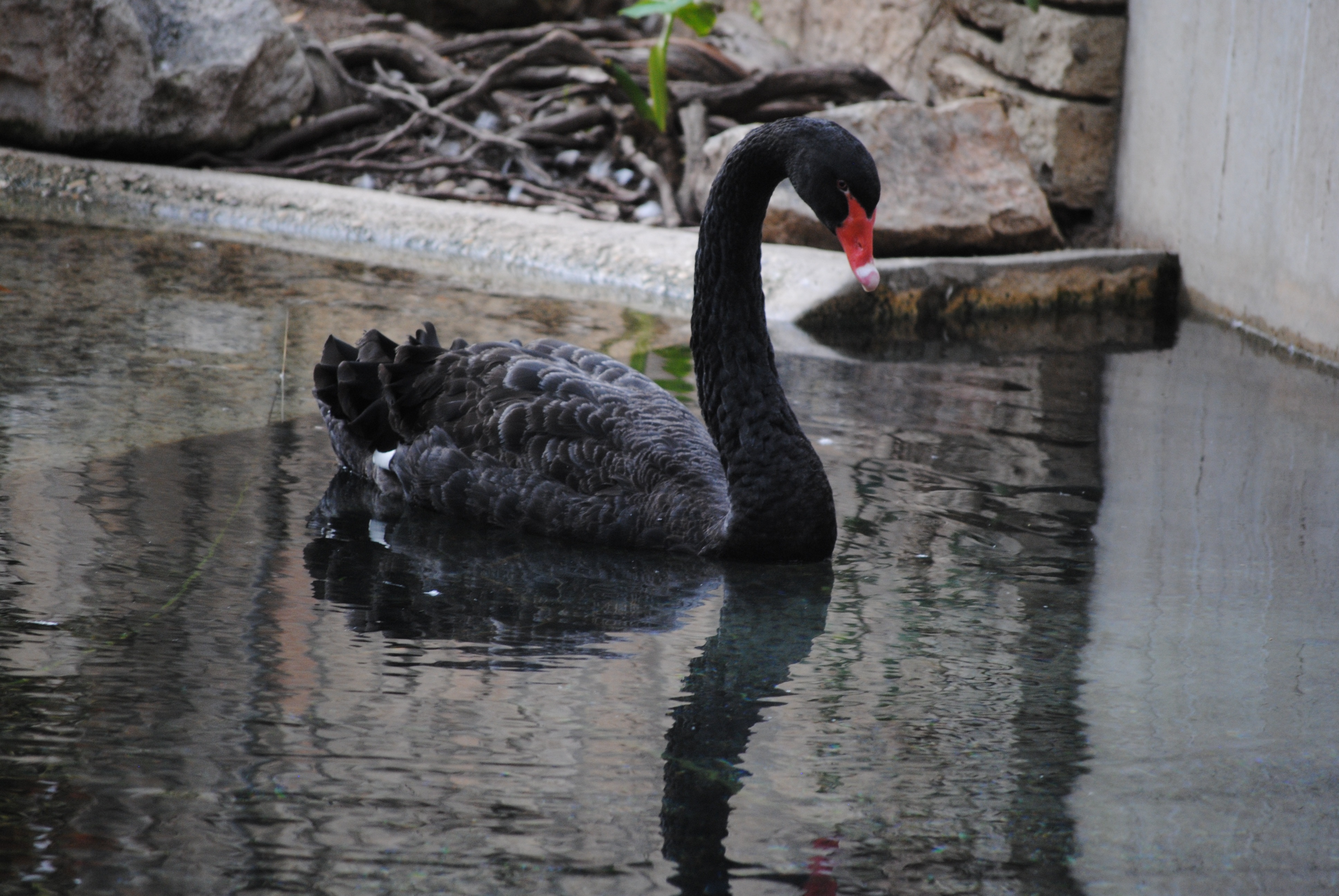 black color, red, wild, one animal, neck, swimming, waterfowl, bird, tranquil, pond, waterfront, no people, white, scene, elegance, elegant, nature, vertebrate, HD Wallpaper