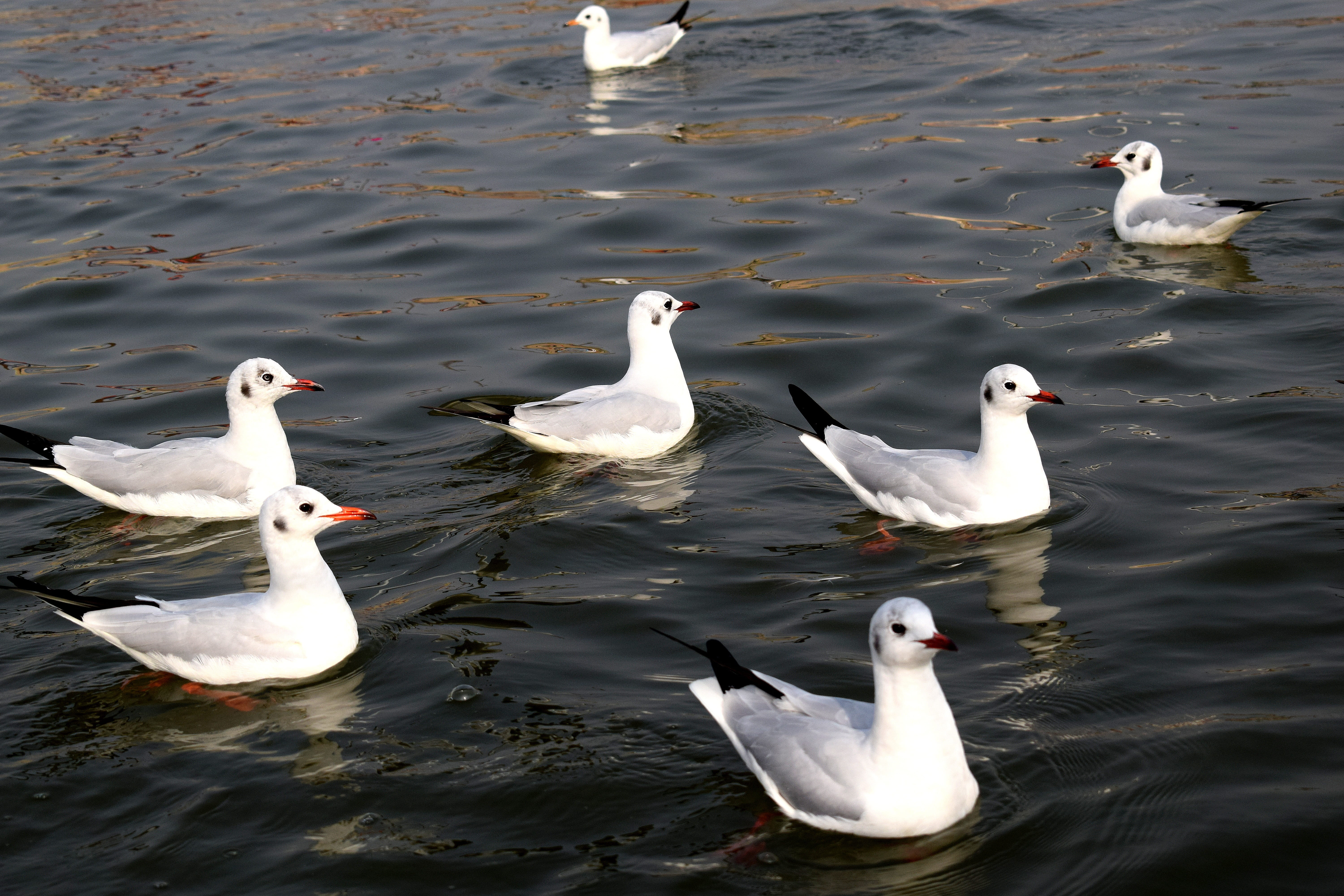 white color, animals in the wild, reflection, river, flock of birds, no people, bird, waterfront, aquatic, outdoor, animal themes, animal family, waterfowl, HD Wallpaper