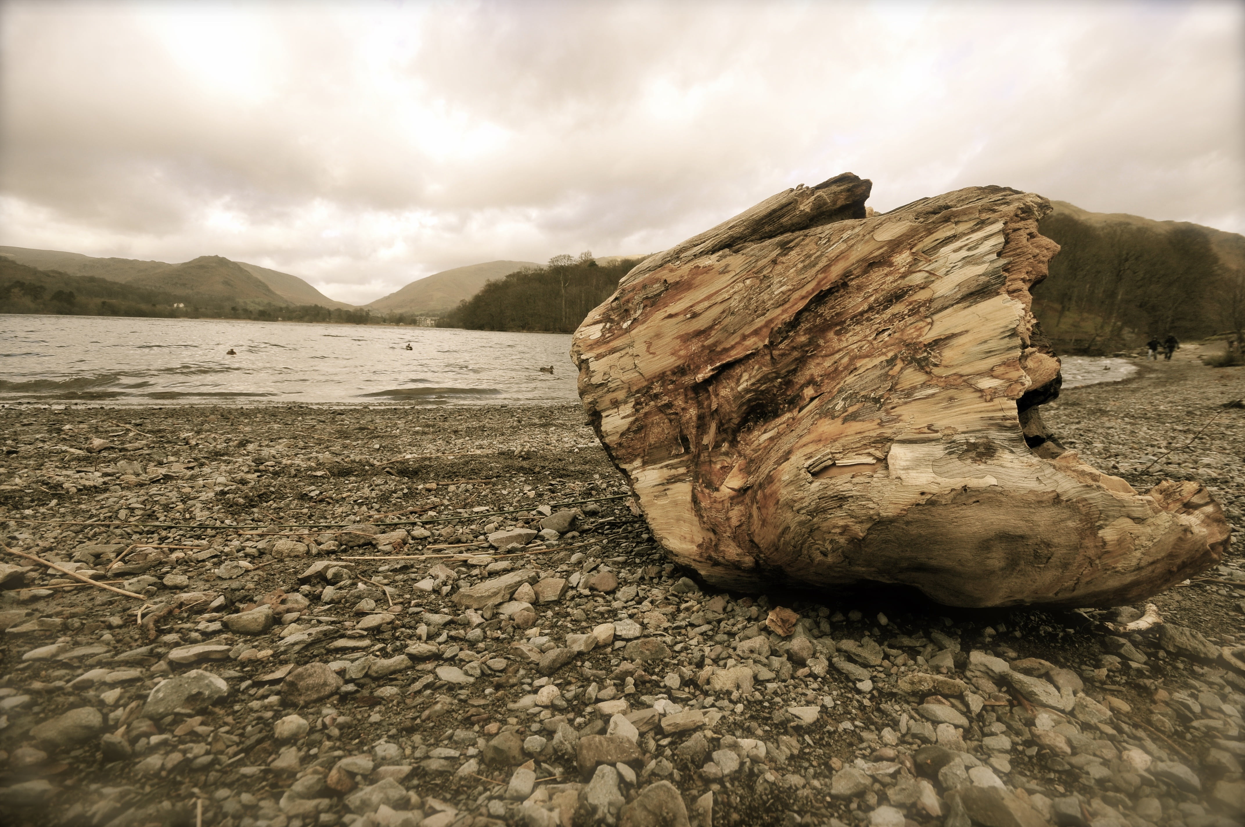 wildlife, environment, wet, beach, cloud - sky, brown, white, swimming, surface level, tree, mountain, rock - object, lake, no people, beak, animals, birds, HD Wallpaper