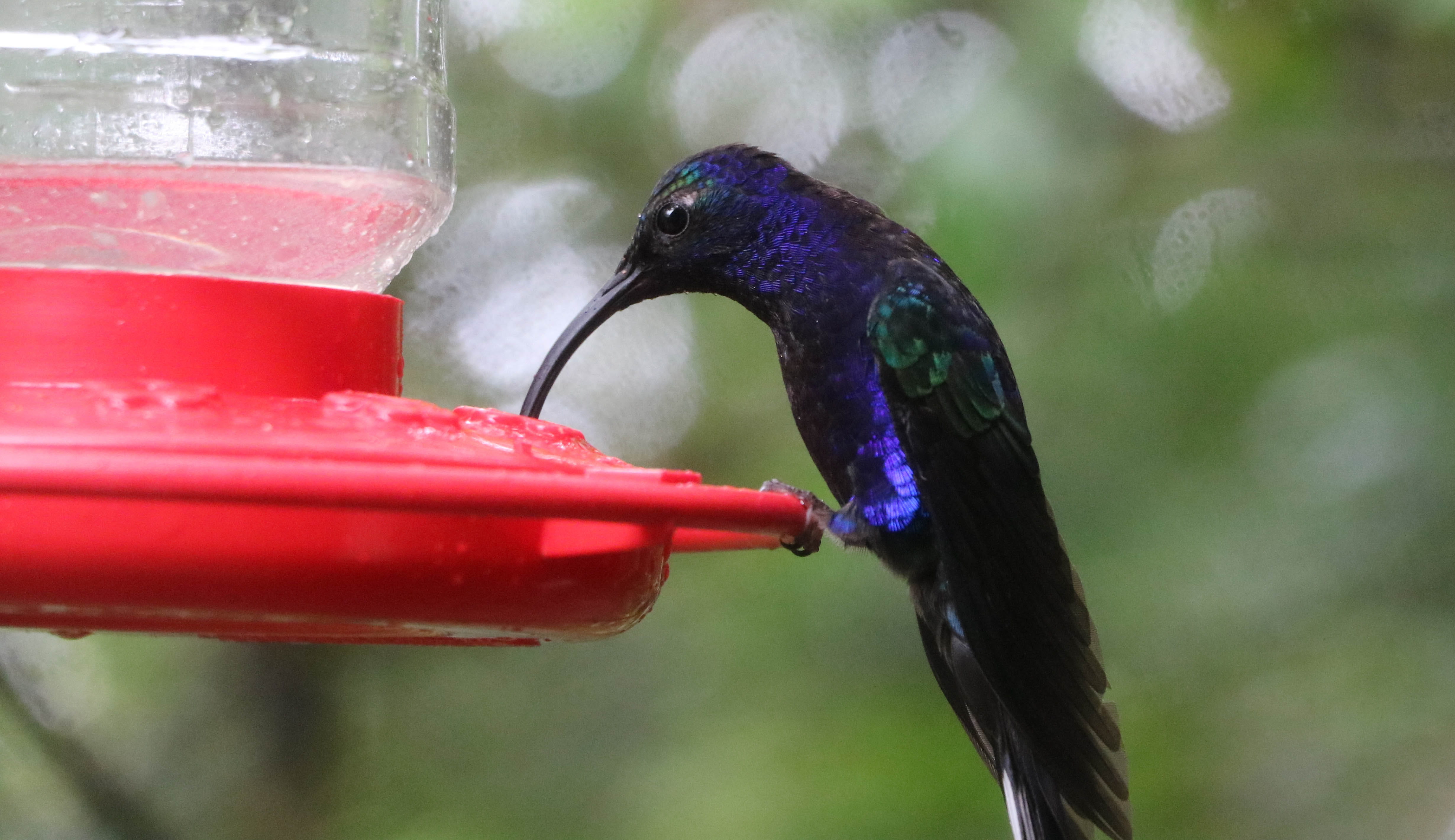 focus on foreground, costa rica, hummingbird, eating, animal themes, outdoors, no people, beak, red, animal wildlife, day, nature, vertebrate, 4K, one animal, HD Wallpaper