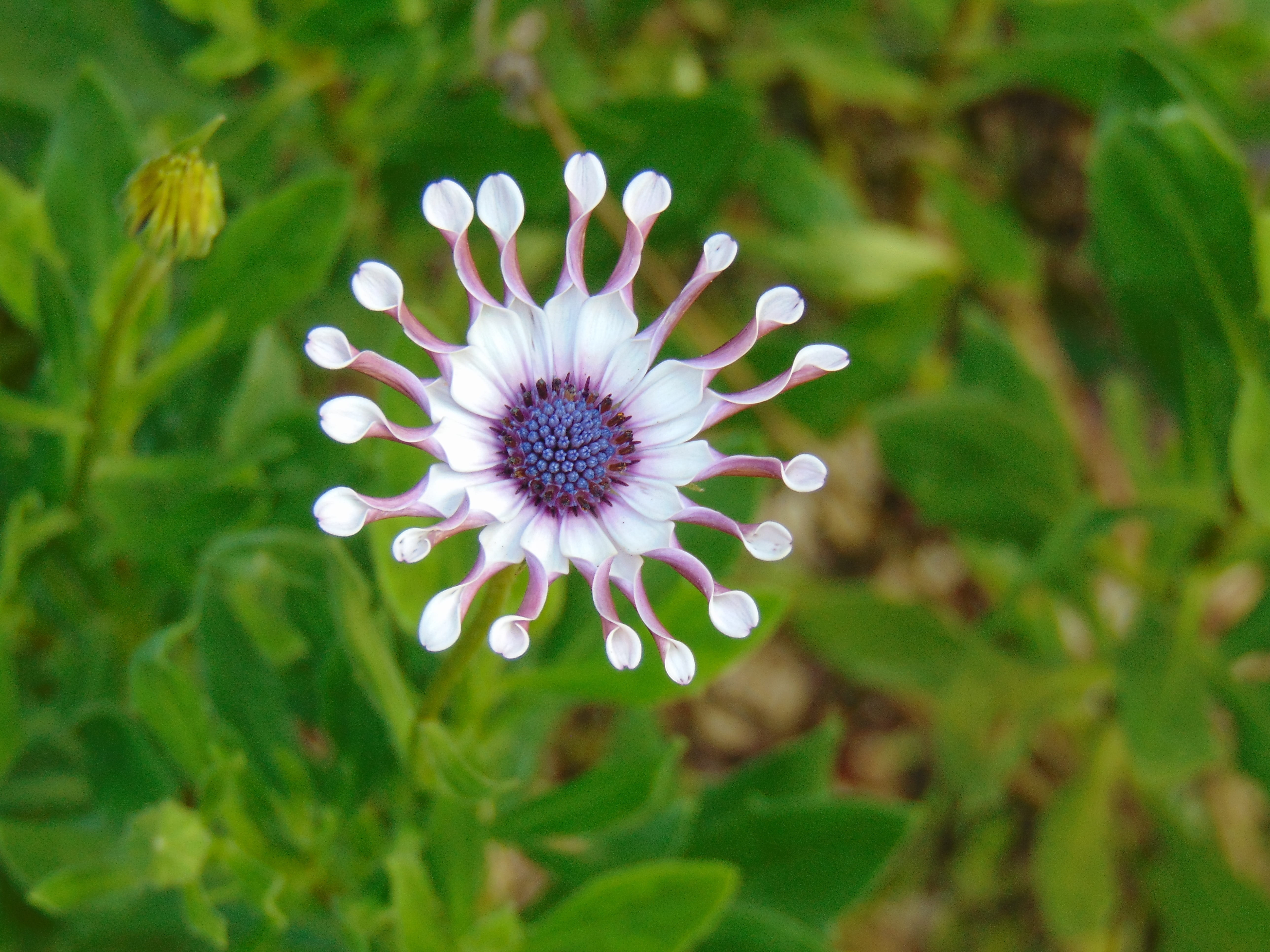 flowering plant, flower head, day, costa rica, fragility, freshness, plant, close-up, white color, no people, land, pollen, 5K, vulnerability, flower, HD Wallpaper