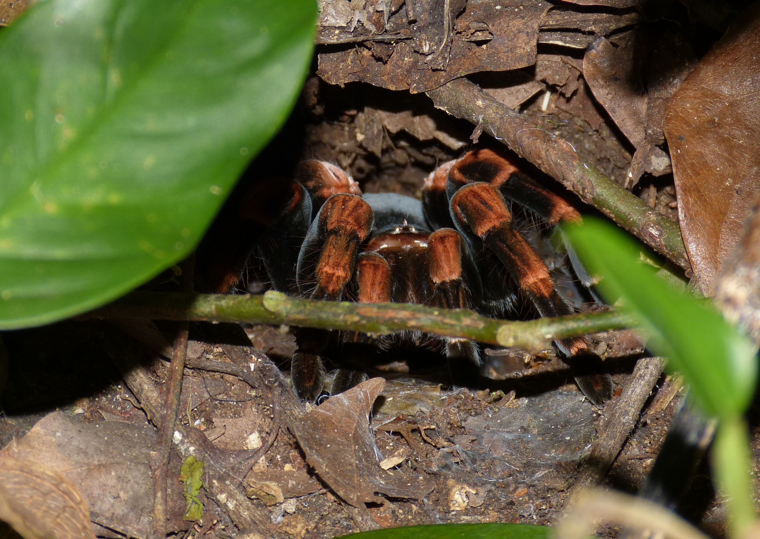 lurking, animal themes, exotic, costa rica, day, close-up, invertebrate, animals in the wild, arachnid, 2K, plant, insect, natural rain forest, spider, HD Wallpaper
