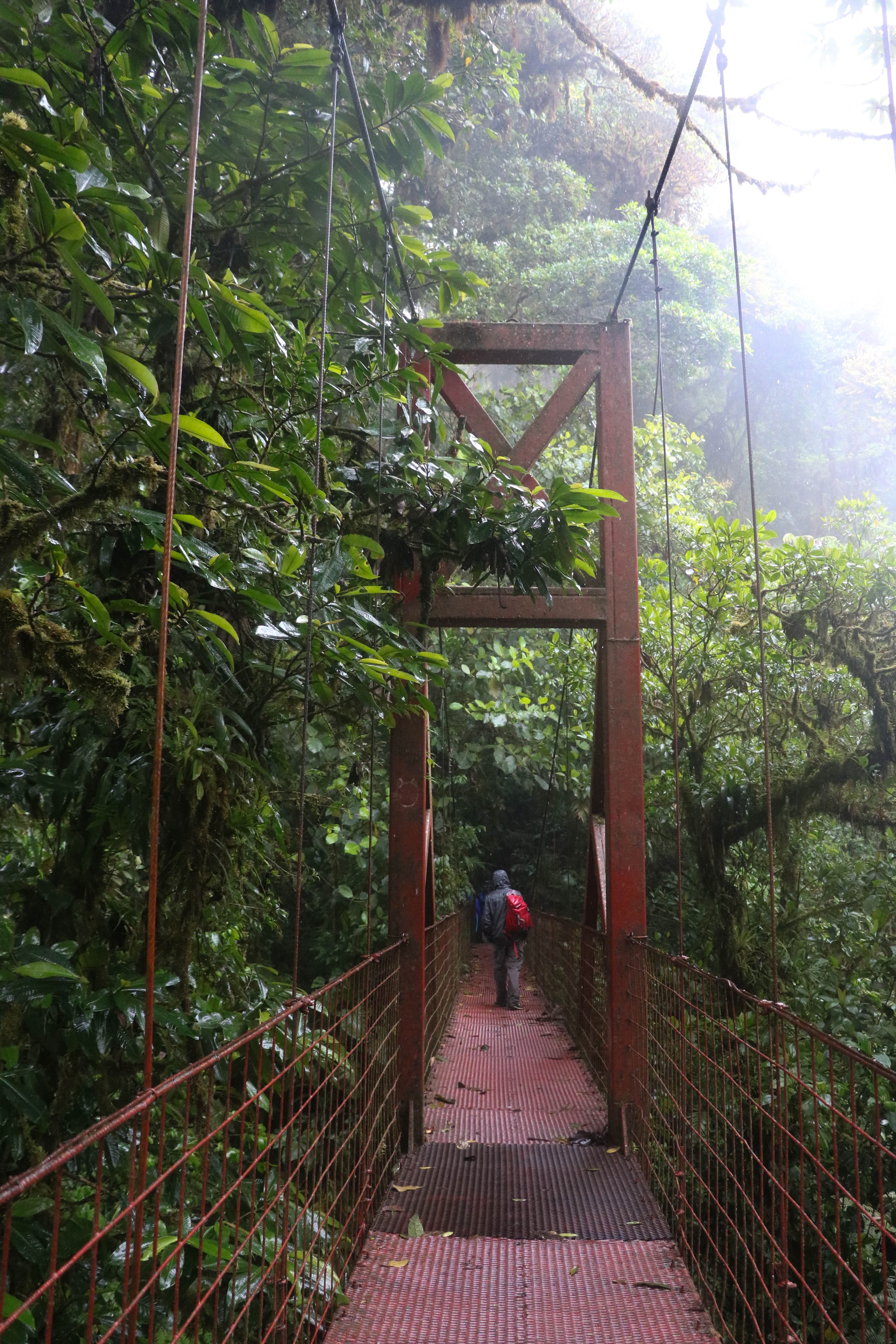 day, outdoors, costa rica, forest, real people, green color, full length, built structure, the way forward, rear view, bridge, leisure activity, nature, Phone HD Wallpaper