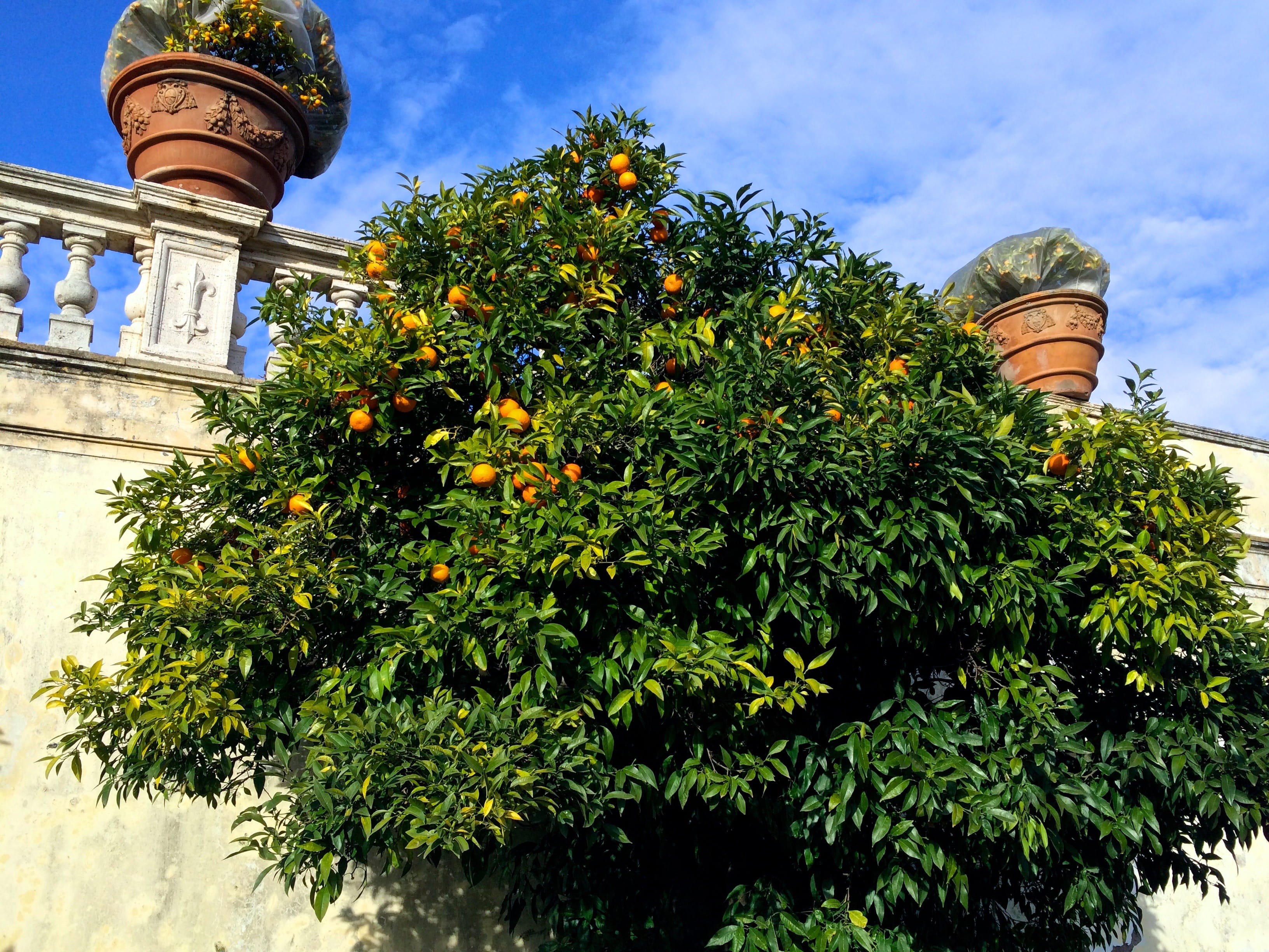 tree, built structure, low angle view, italy, leaf, sky, rome, cloud - sky, villa doria pamphilj, fruit, day, trees, outside, nature, no people, orange tree, HD Wallpaper