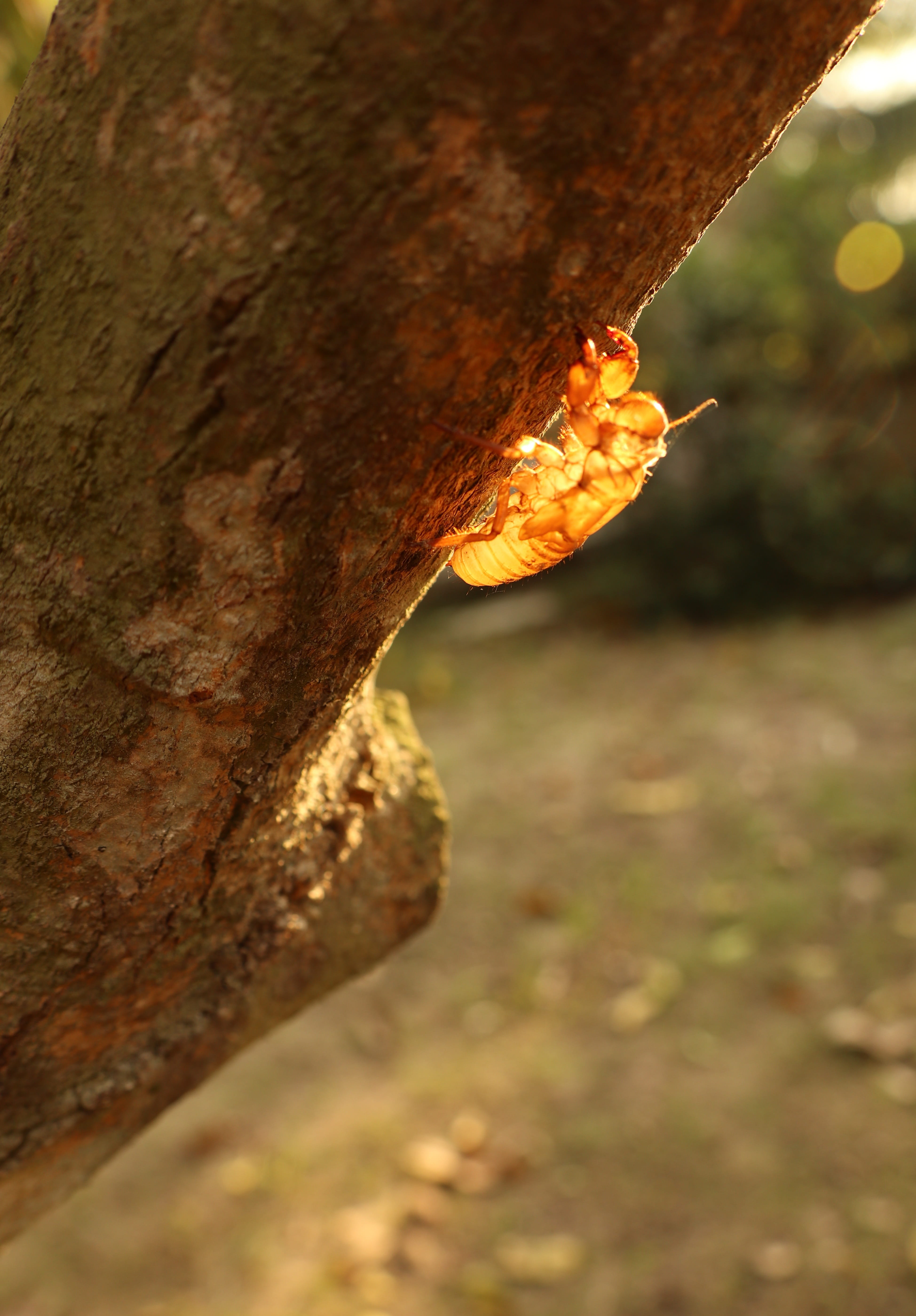 climb tree, selective focus, rough, yard, focus on foreground, no people, summer, textured, rock - object, land, outdoor, park, plant, day, rock, trunk, Phone HD Wallpaper