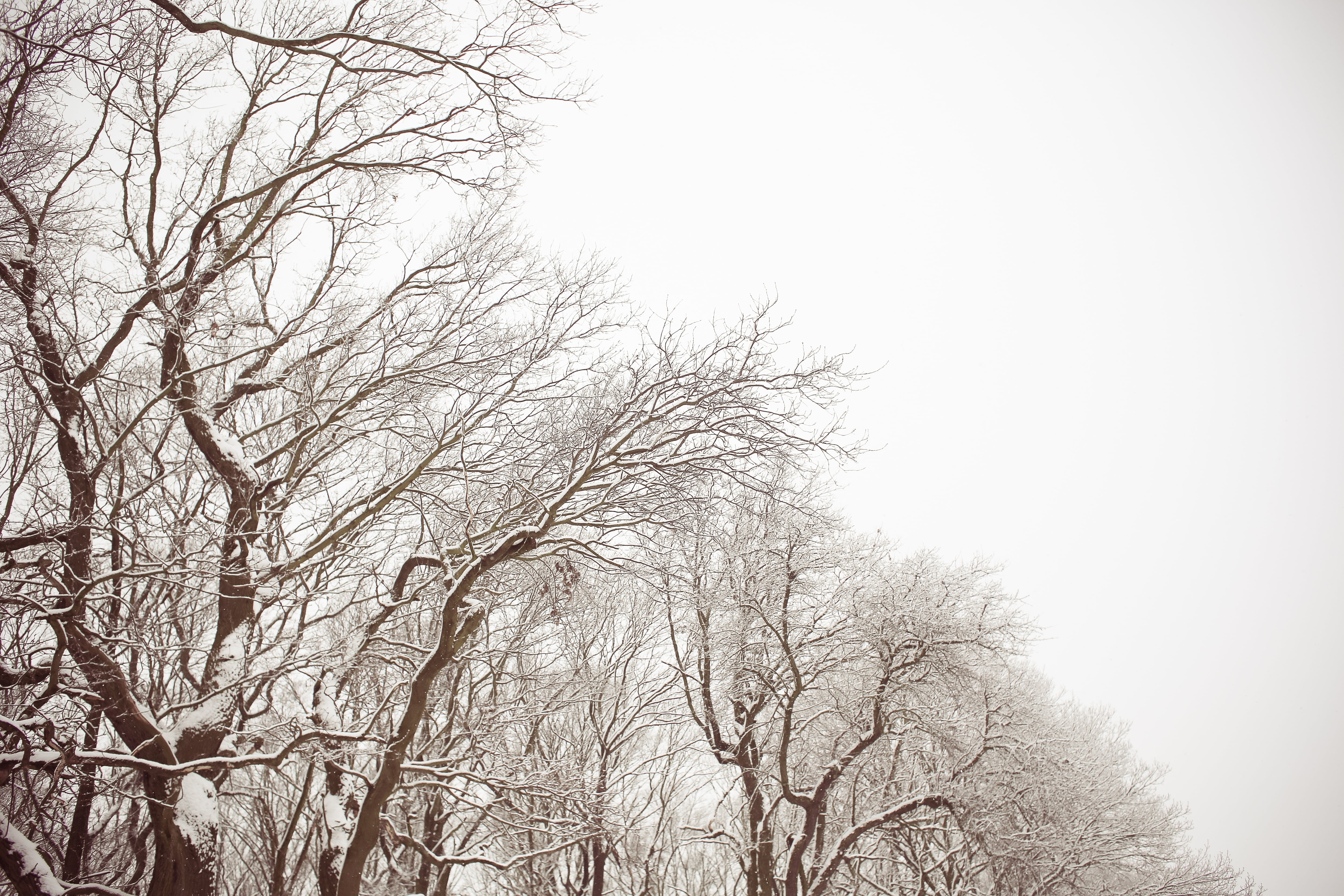 winter, bare, journey, outdoors, snow, land, trees, landscape, tree, nature, snowing, low angle view, no people, branch, beauty in nature, sky, wander, HD Wallpaper