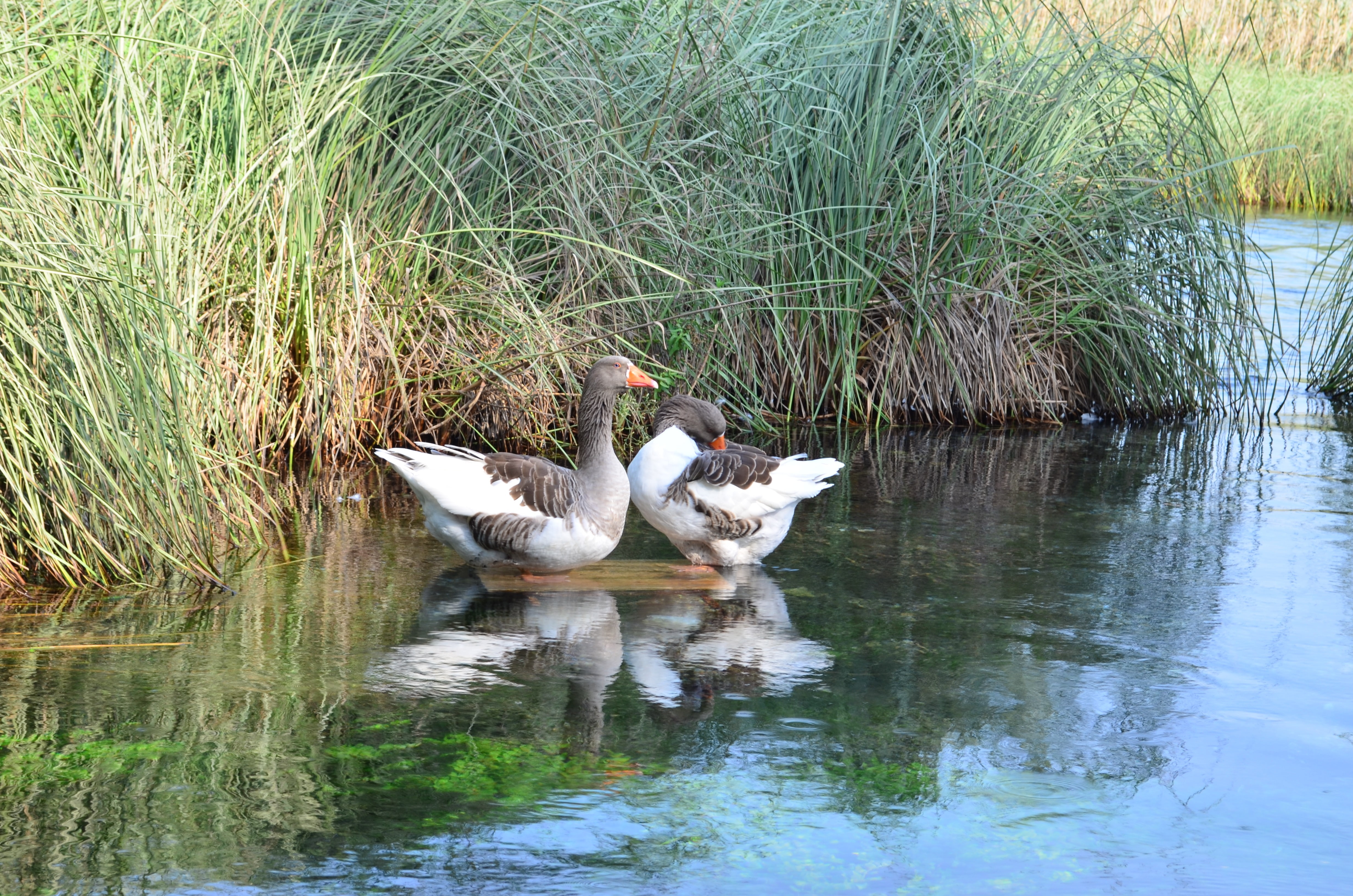 animal, animals in the wild, duck, day, cygnet, water, two animals, no people, animal wildlife, reflection, beauty in nature, vertebrate, nature, waterfront, HD Wallpaper