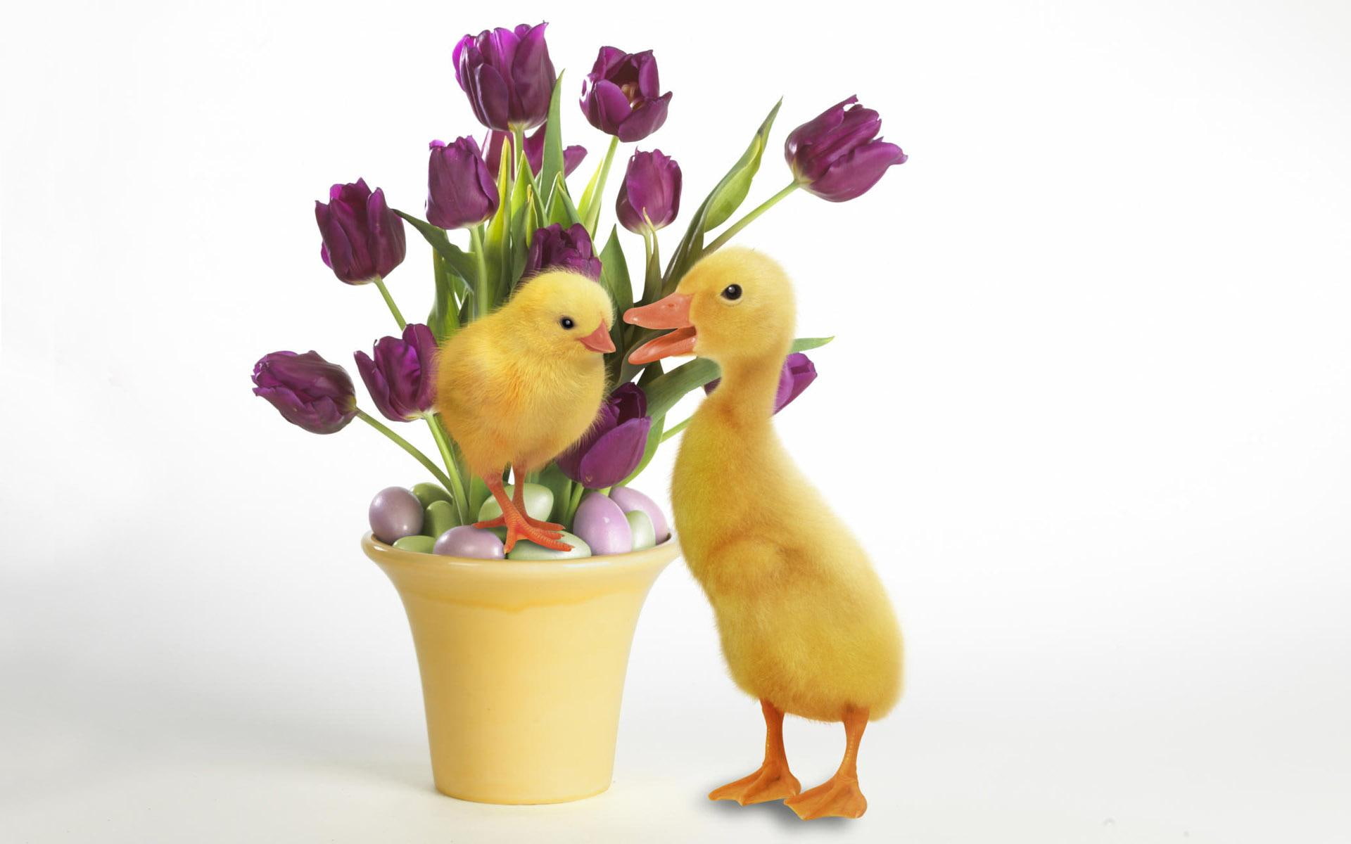 ducklings, yellow, birds, ducks, cute, animals, 1080P, two, HD Wallpaper