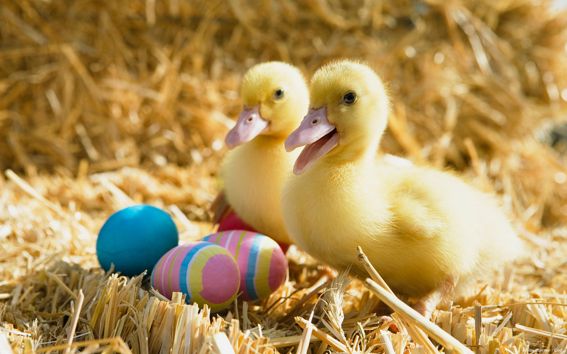 hay, beginnings, baby chicken, egg, bird, animal wildlife, animal, easter, yellow, grass, group of animals, 1080P, vertebrate, new life, ducks, young animal, HD Wallpaper
