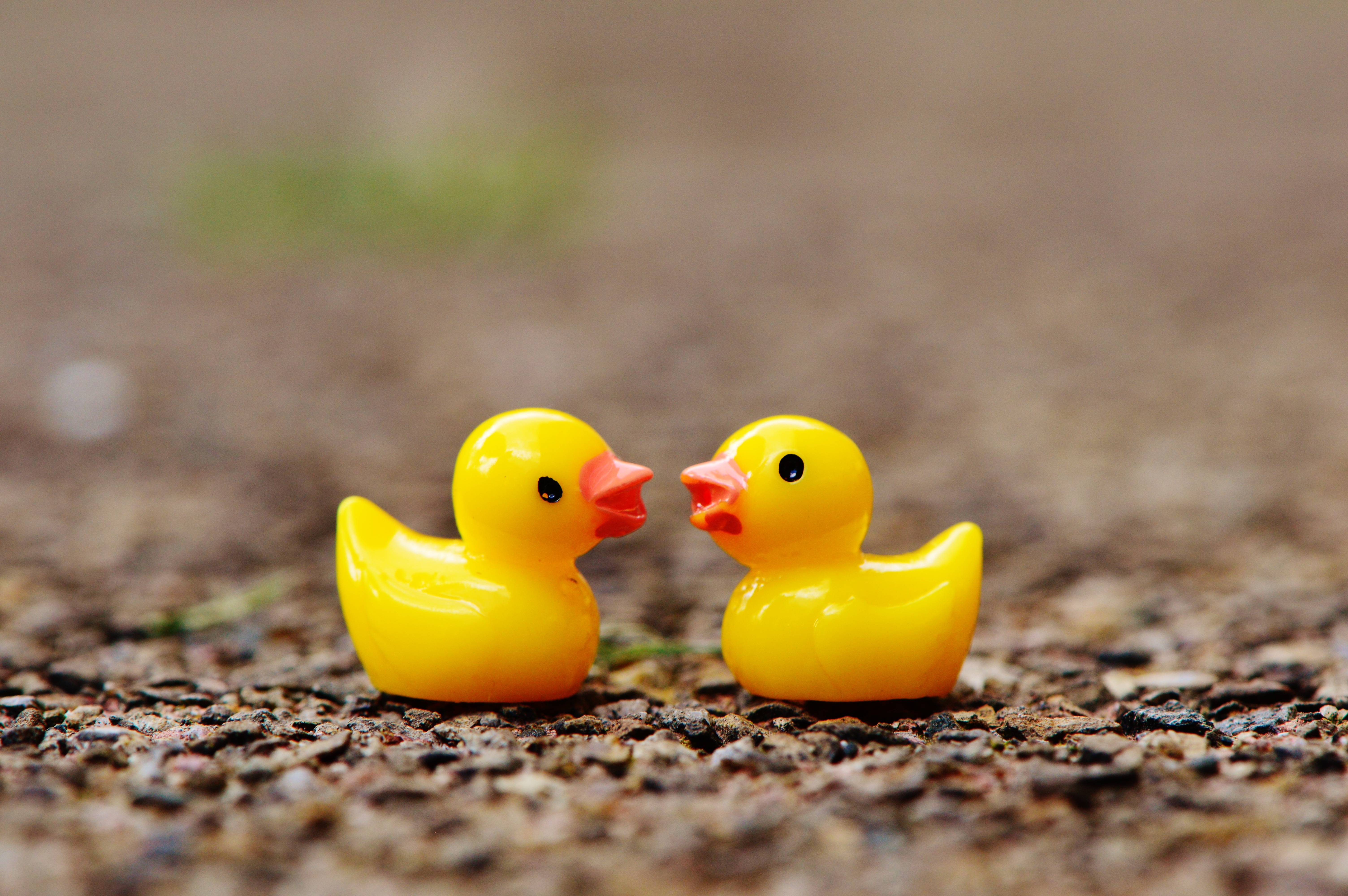 two objects, many, outdoors, 5K, ducks, representation, animal themes, still life, animal, pair, duck, two, close-up, day, yellow, nature, animal representation, HD Wallpaper