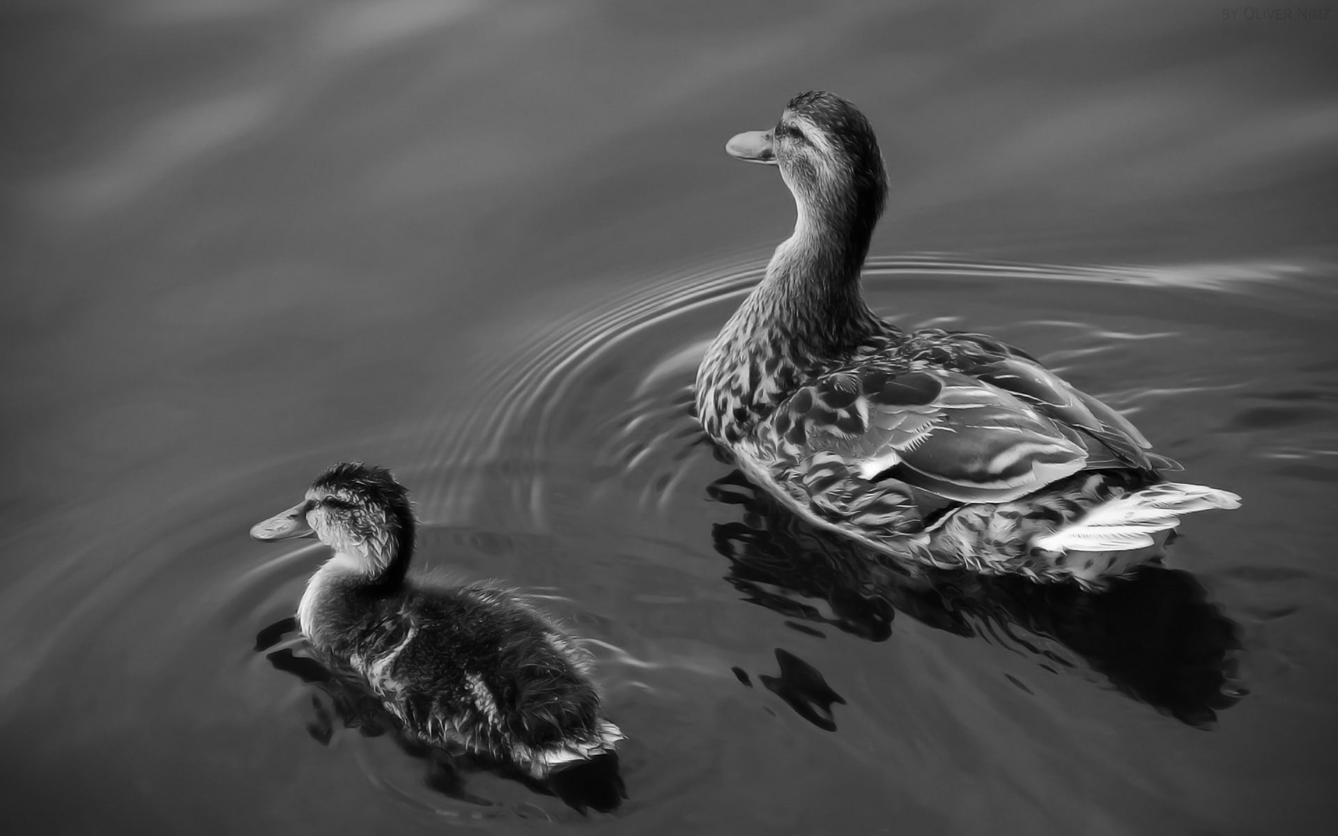 animals, two, 1080P, lake, water, ducks, HD Wallpaper