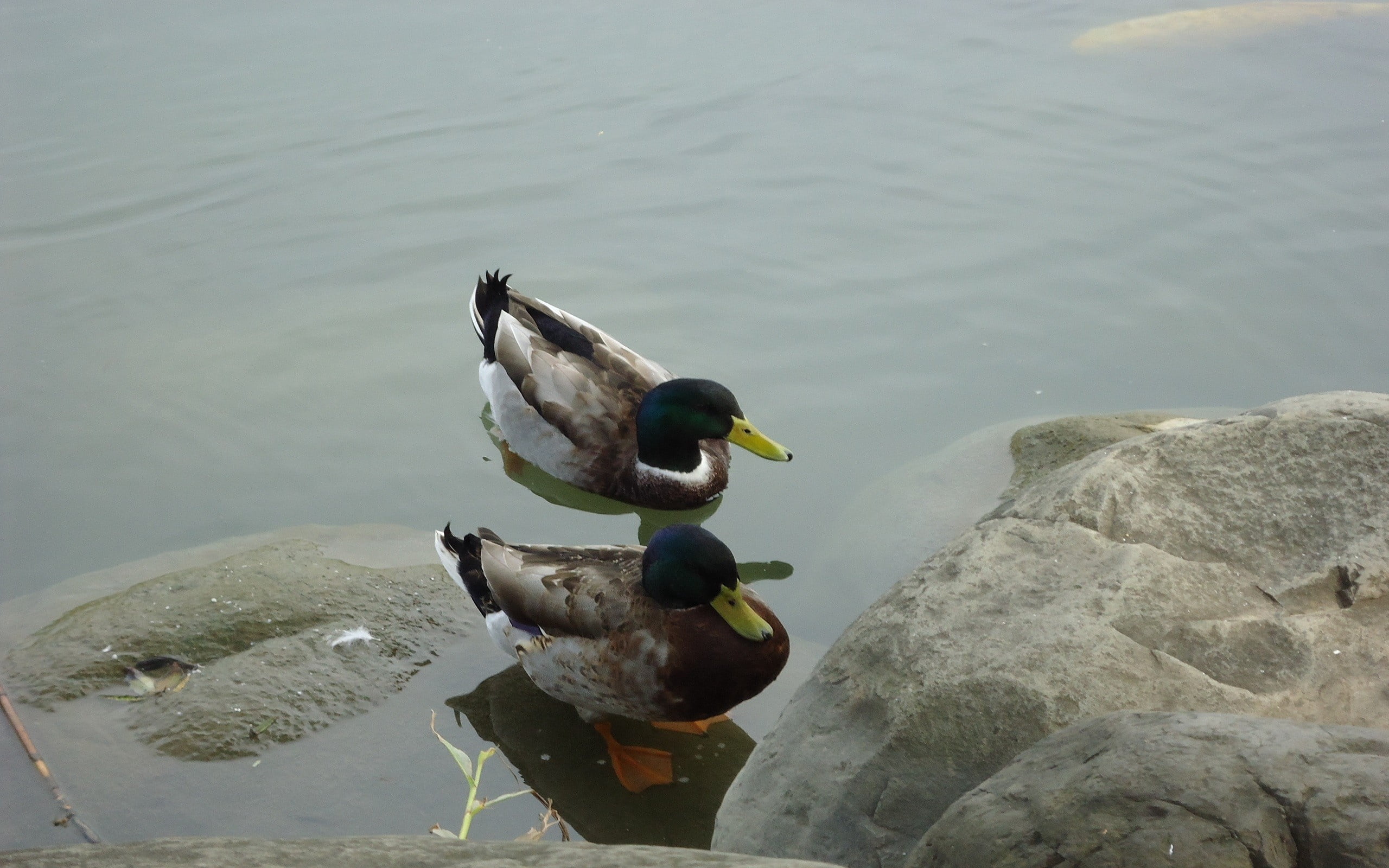 outdoors, rocks, white, vertebrate, male Animal, group of animals, water, wildlife, feather, mallard Duck, blue, close-up, river, brown, bird, swim, animal wildlife, HD Wallpaper