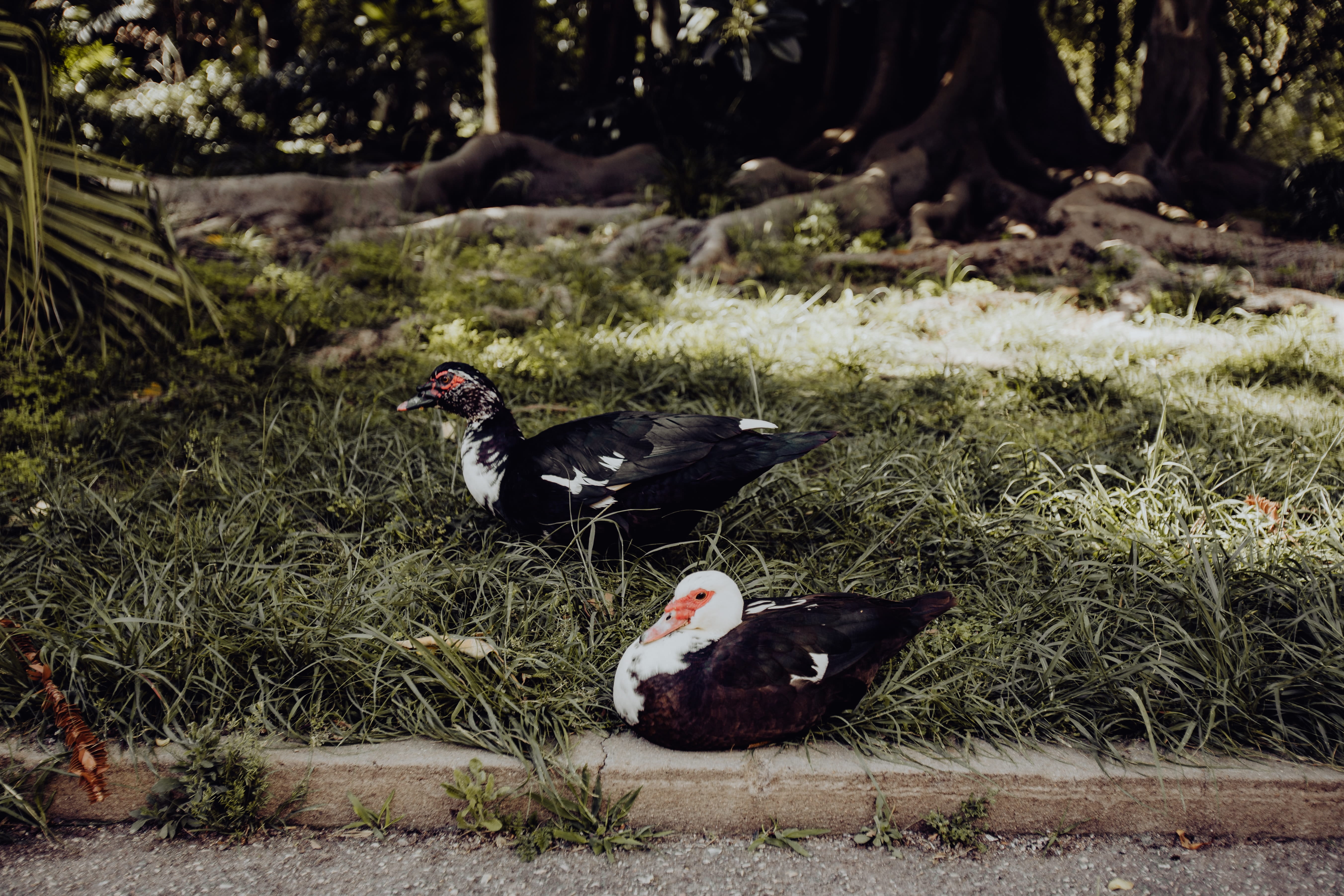5K, tropical, animal family, portugal, botanical, muscovy duck, animal, mammal, group of animals, belem, animal themes, no people, grass, nature, vertebrate, HD Wallpaper