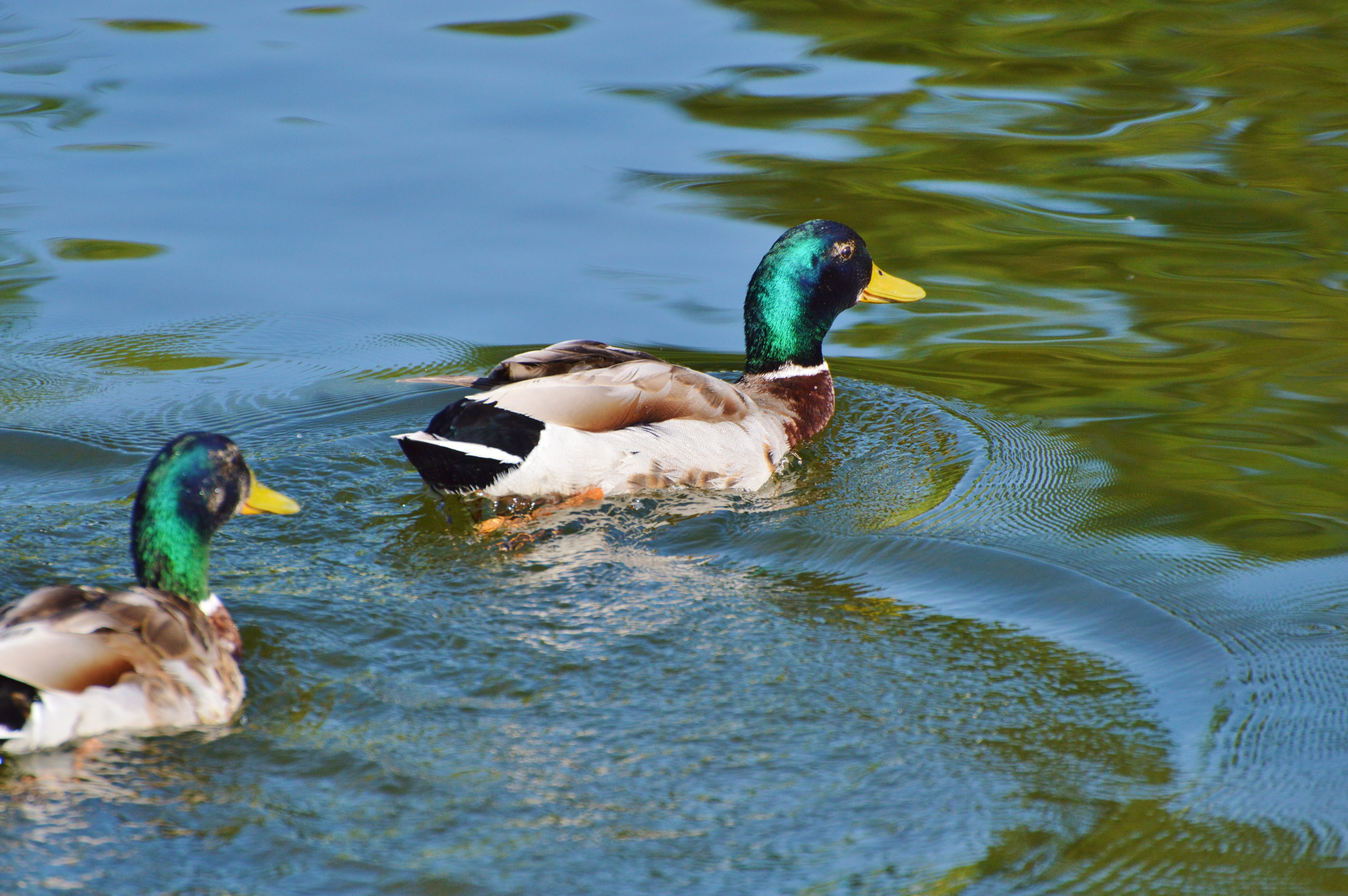 Ducks, no people, duck, animal themes, vertebrate, animal family, animals in the wild, Waterfowl, group of animals, waterfront, Poultry, Bird, mallard duck, HD Wallpaper