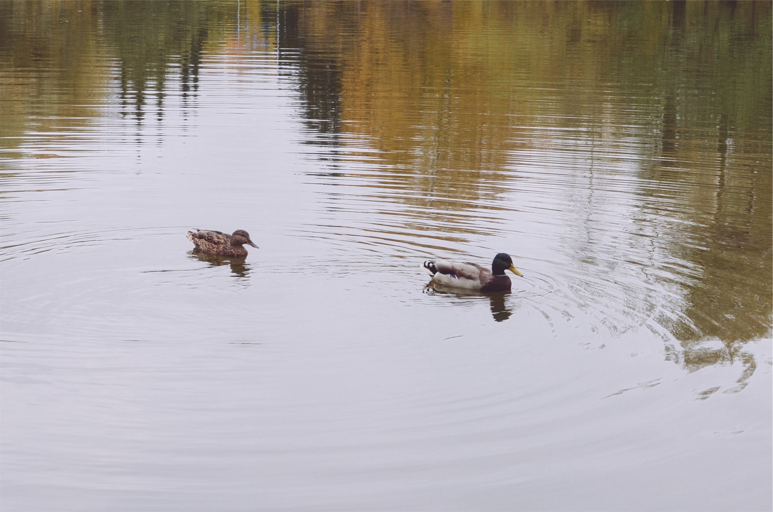 bird, animal wildlife, poultry, day, ducks, outdoors, one animal, body, nature, water bird, waterfront, duck, group of animals, reflection, animal themes, HD Wallpaper