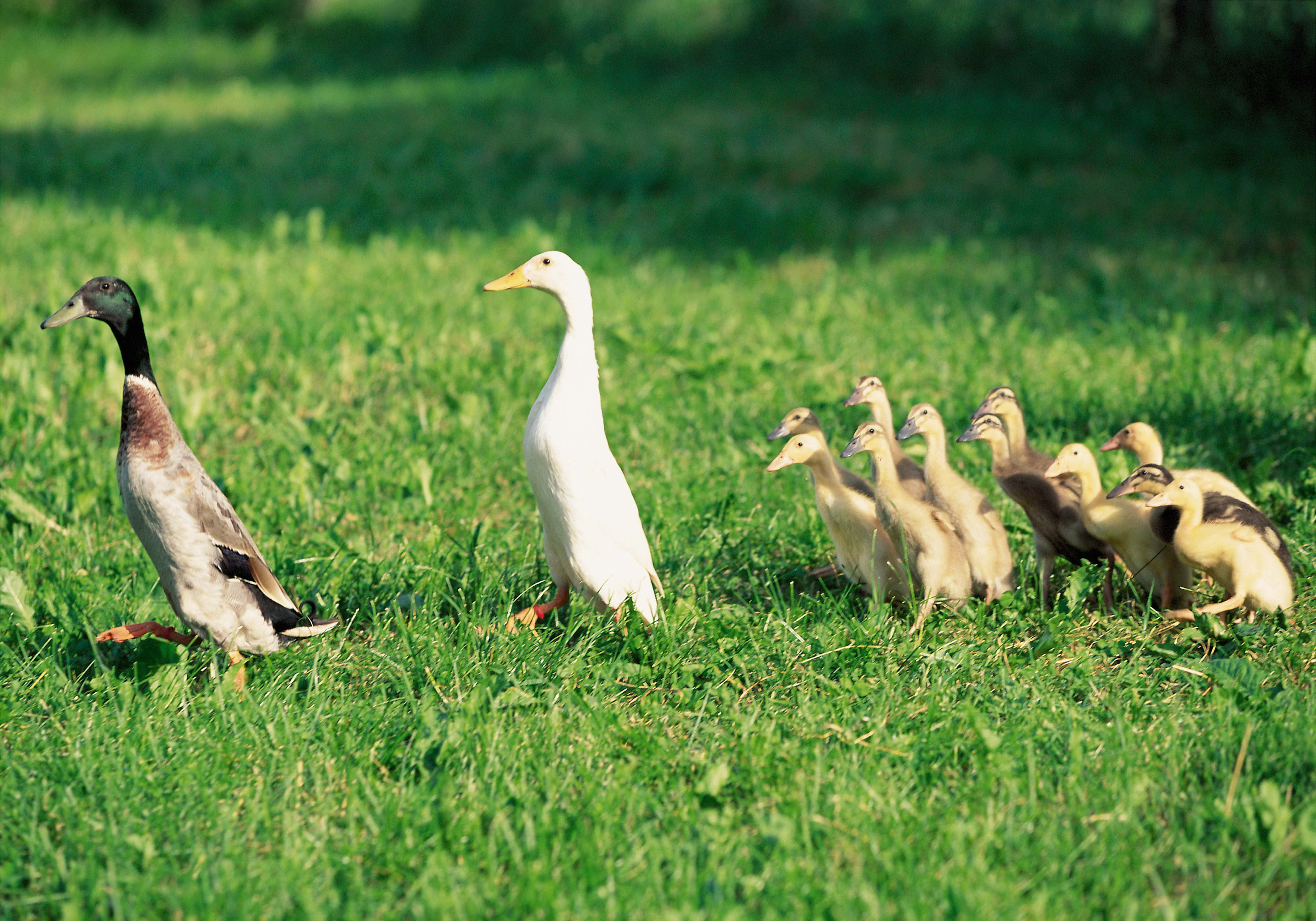 vertebrate, animal Wing, animals In The Wild, plant, nature, birds, green Color, flock of birds, animal themes, no people, yellow, goose, growth, summer, HD Wallpaper