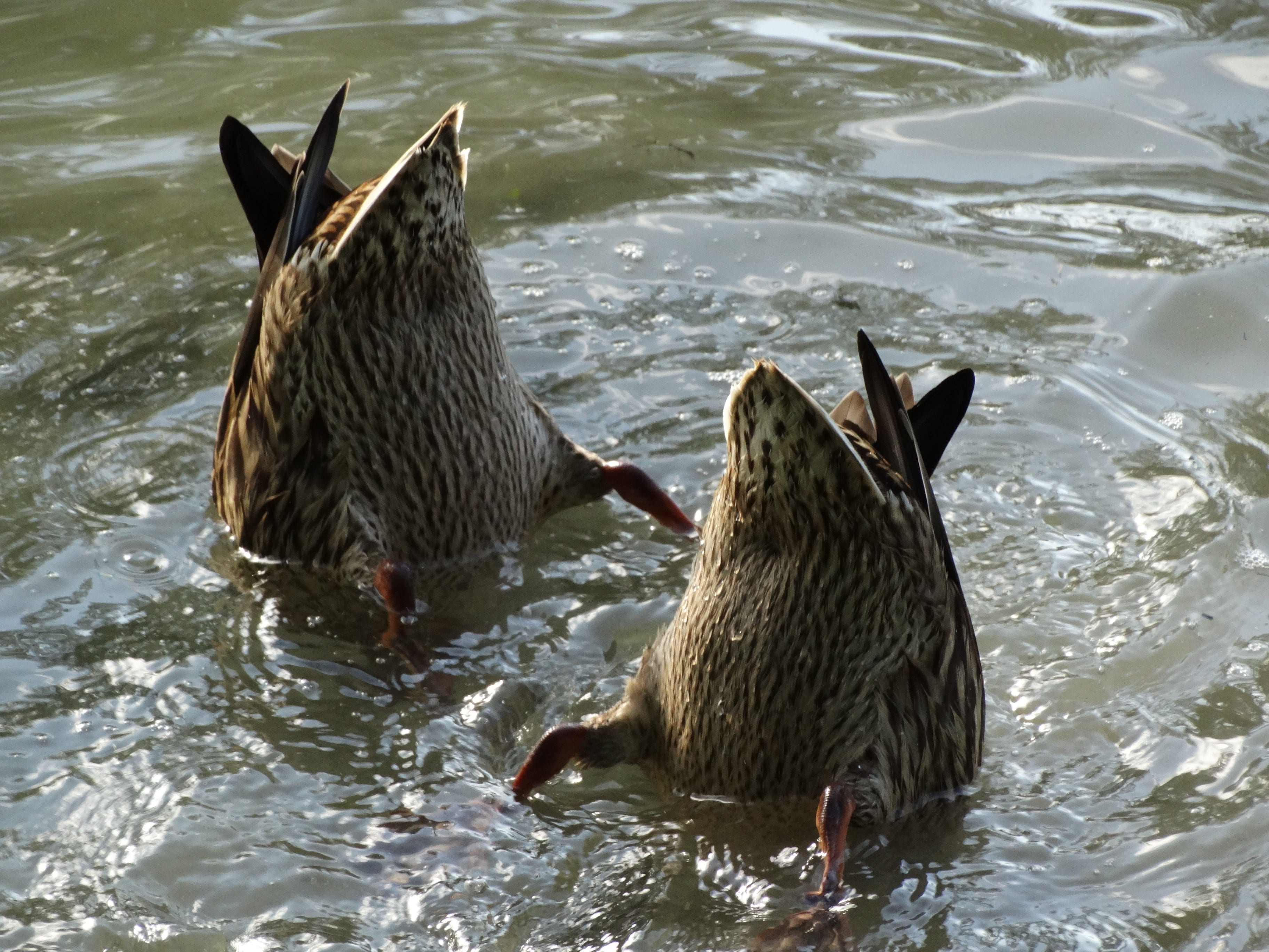 swimming, animal wildlife, duck, water bird, poultry, bird, tails in the cave, day, mallard duck, nature, animal themes, two, beams, animal world, lake, HD Wallpaper