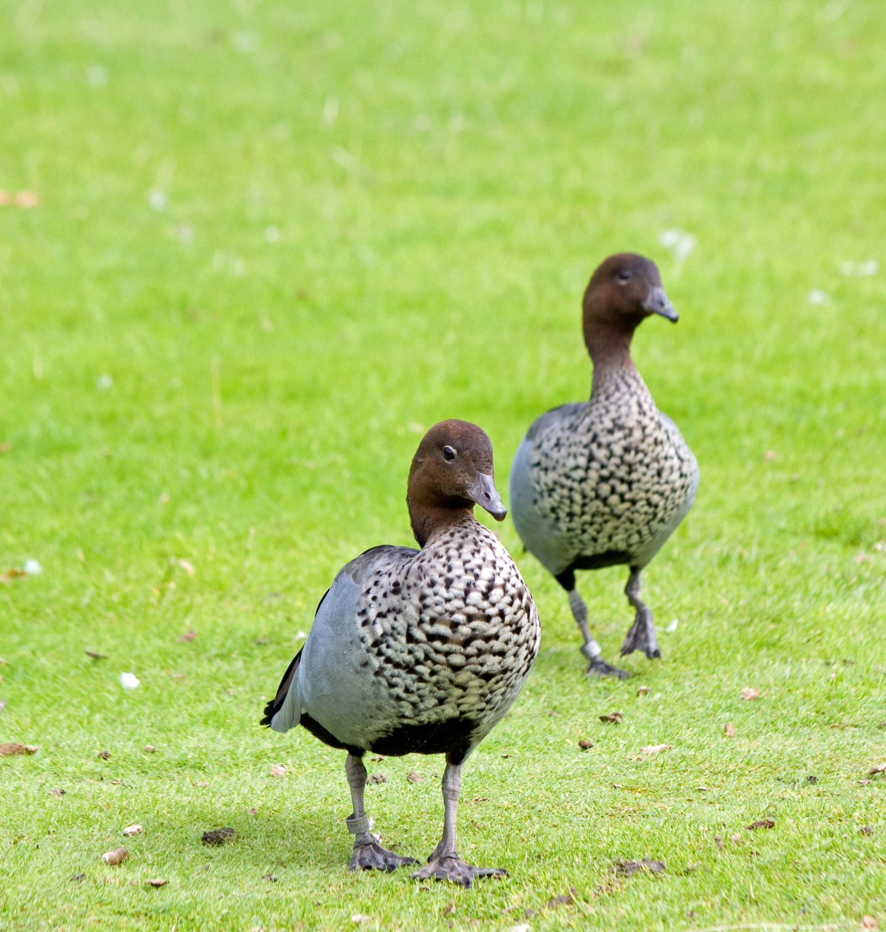 wildlife, photo, animal family, birds, geese, goose, field, nature, plant, grass, animal, two, animal wildlife, green color, poultry, two animals, animals in the wild, Phone HD Wallpaper