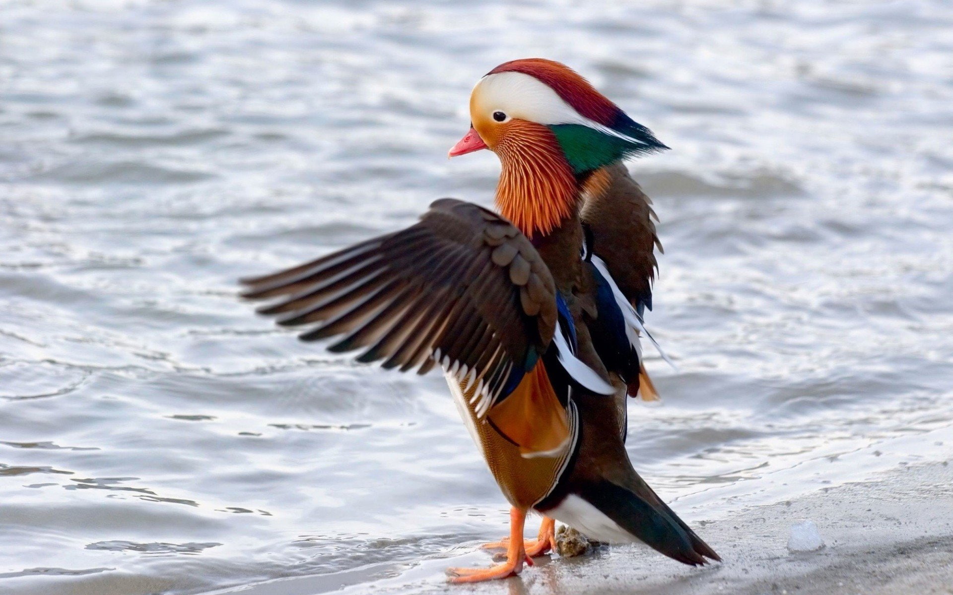 animal themes, Mandarin, nature, animals in the wild, flapping, no people, poultry, 2, spread wings, ducks, mandarin duck, day, beauty in nature, 1080P, HD Wallpaper