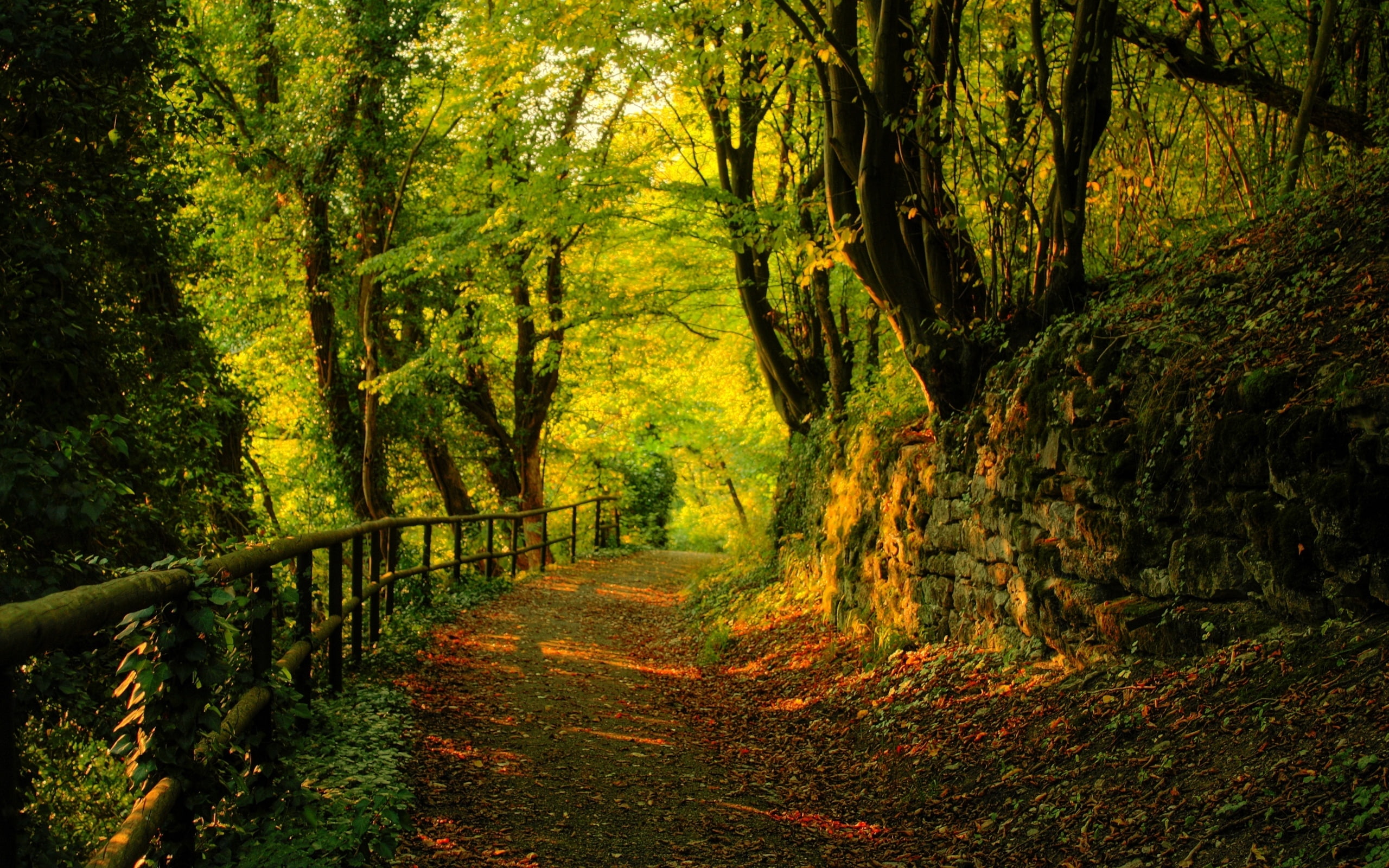 view, great, 2K, forest, autumn, HD Wallpaper
