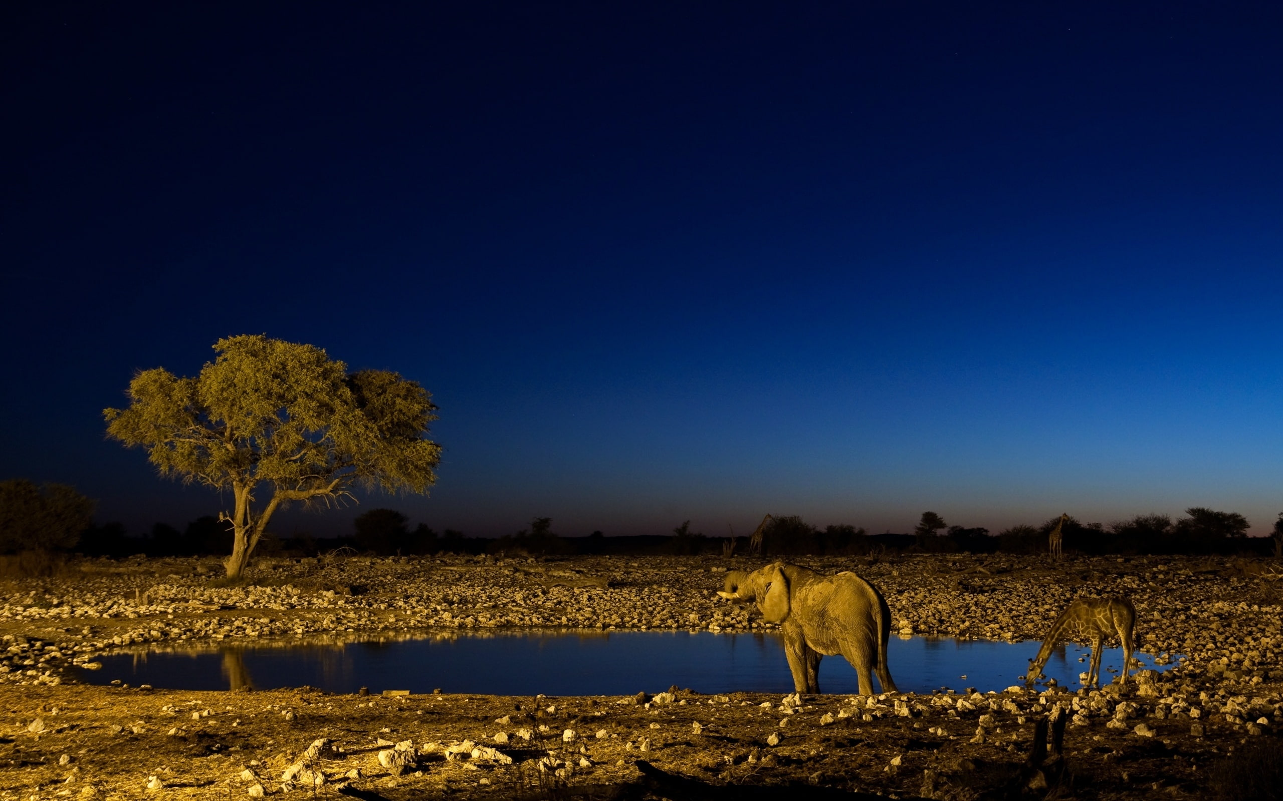 great, okaukuejo, elephant, view, 2K, HD Wallpaper