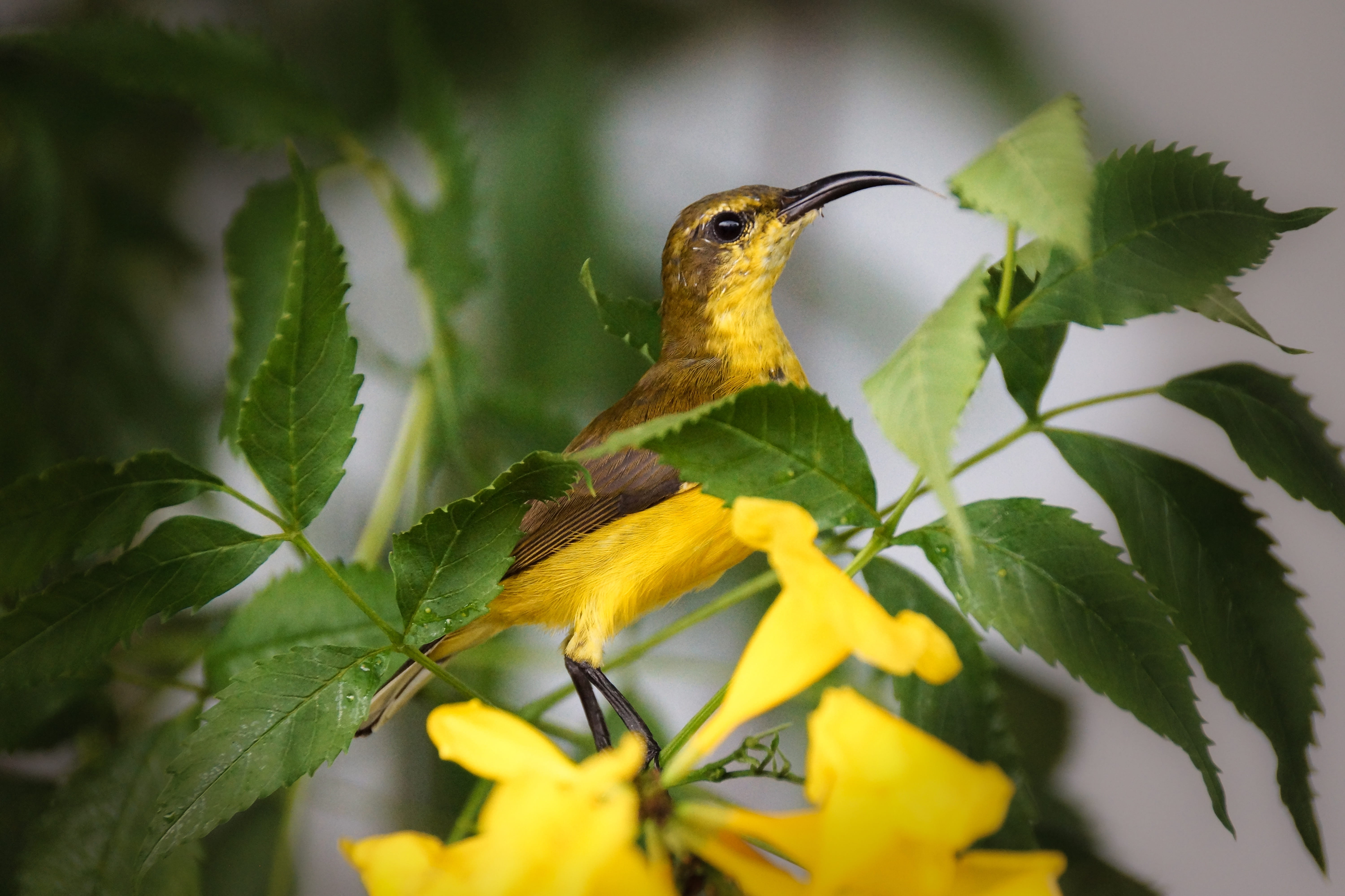 branch, feather, 5K, birdwatching, flower head, brown, beauty in nature, plant part, olive-backed, leafed, perching, animal, wild, yellow bird, green, HD Wallpaper