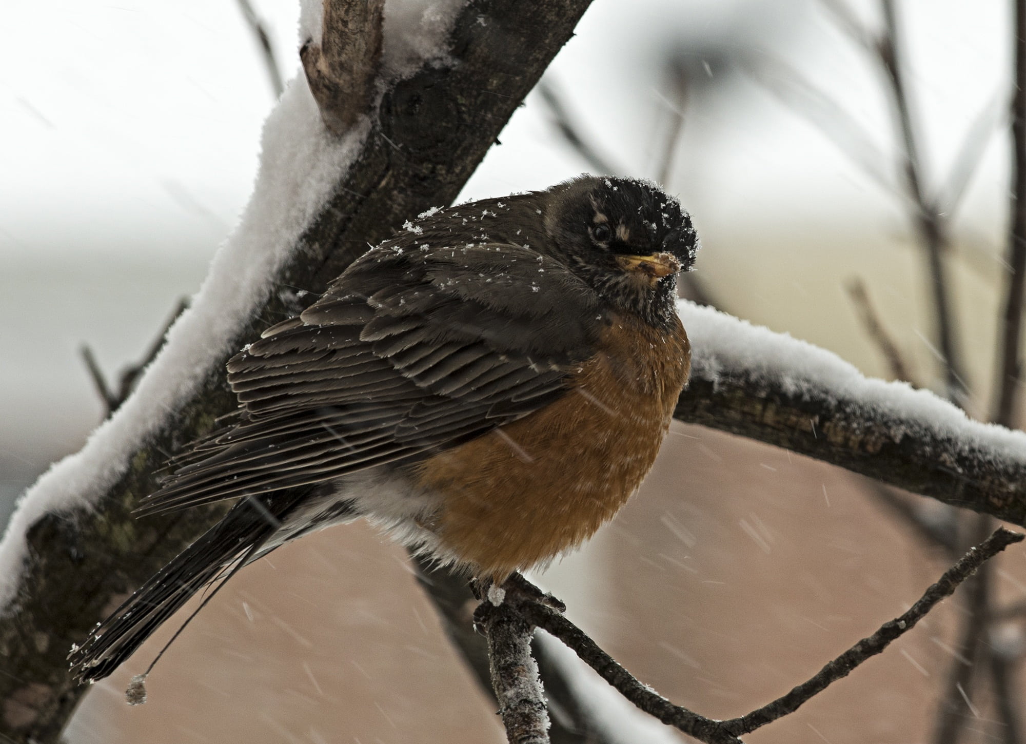 one animal, season, animal wildlife, close-up, robin, winter, wing, tree, american, virginia, vertebrate, bird, no people, cold, perching, outdoor, snow, HD Wallpaper