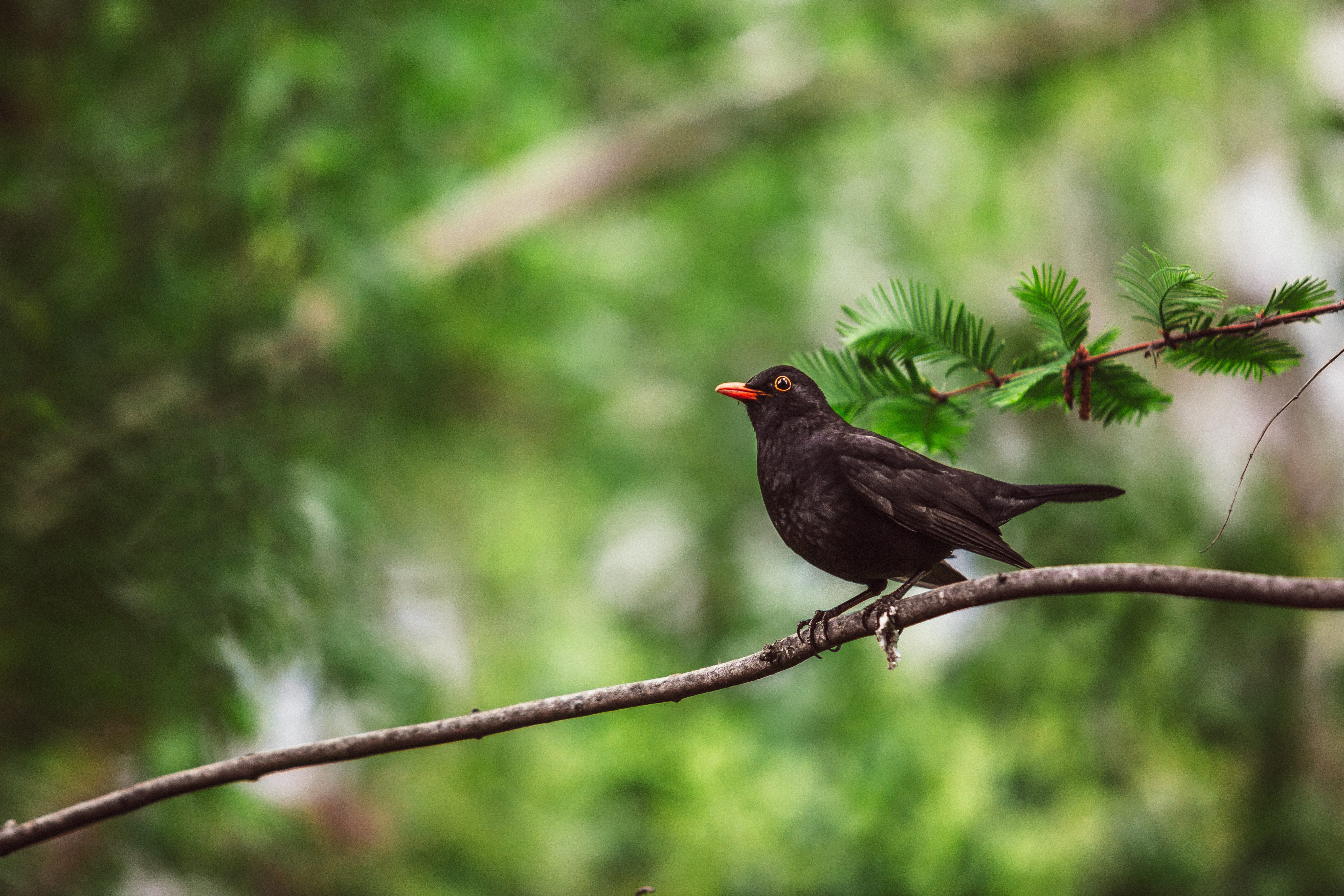 one animal, beak, 5K, bird, black, eye, songbird, branch, feather, portrait, green color, profile view, turdus, no people, wing, outdoors, animals in the wild, HD Wallpaper
