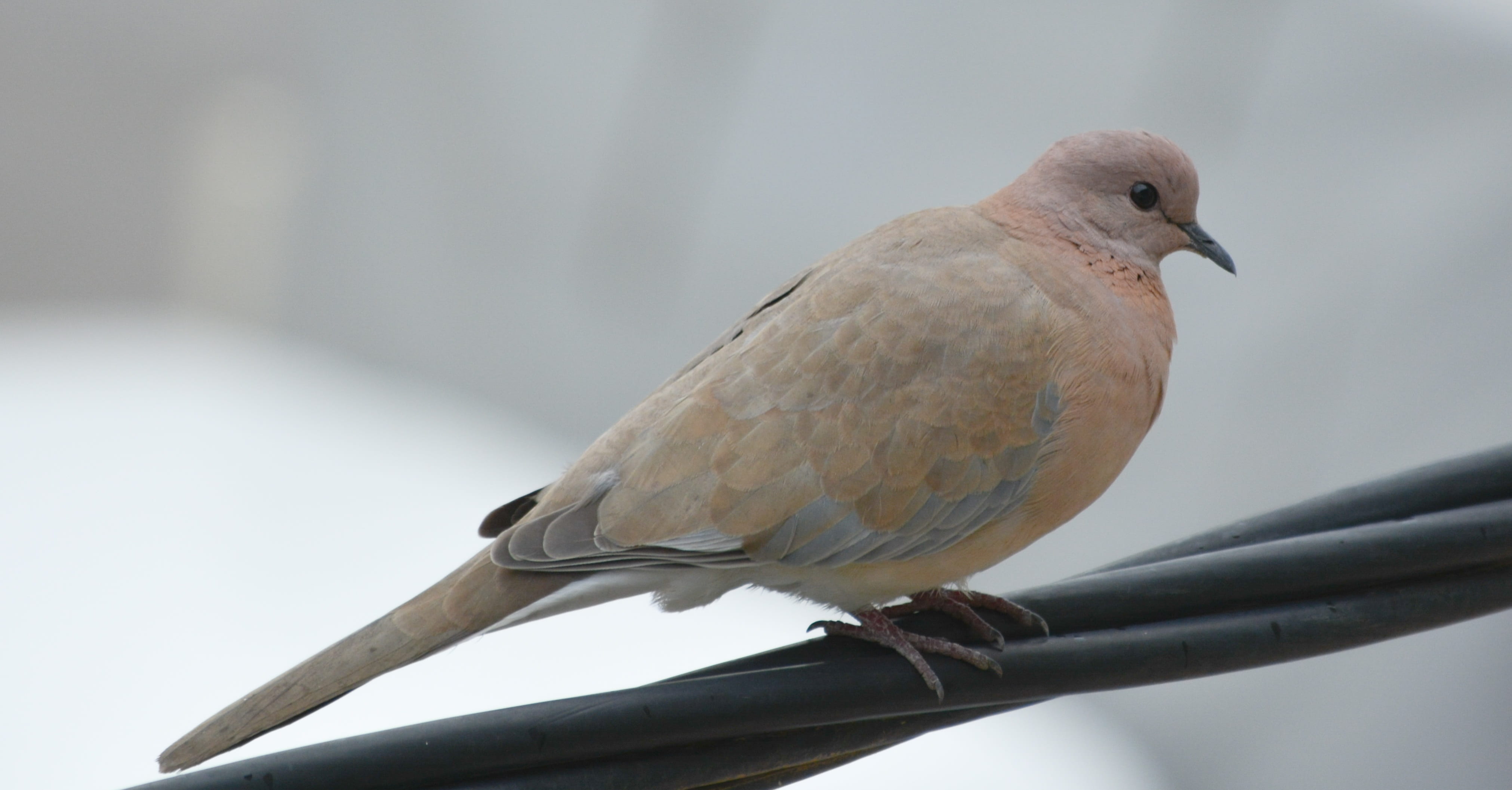 nature, wildlife, branch, gray, close-up, focus on foreground, wild, cold, vertebrate, birdwatching, outdoors, no people, animals in the wild, wild pigeon, HD Wallpaper