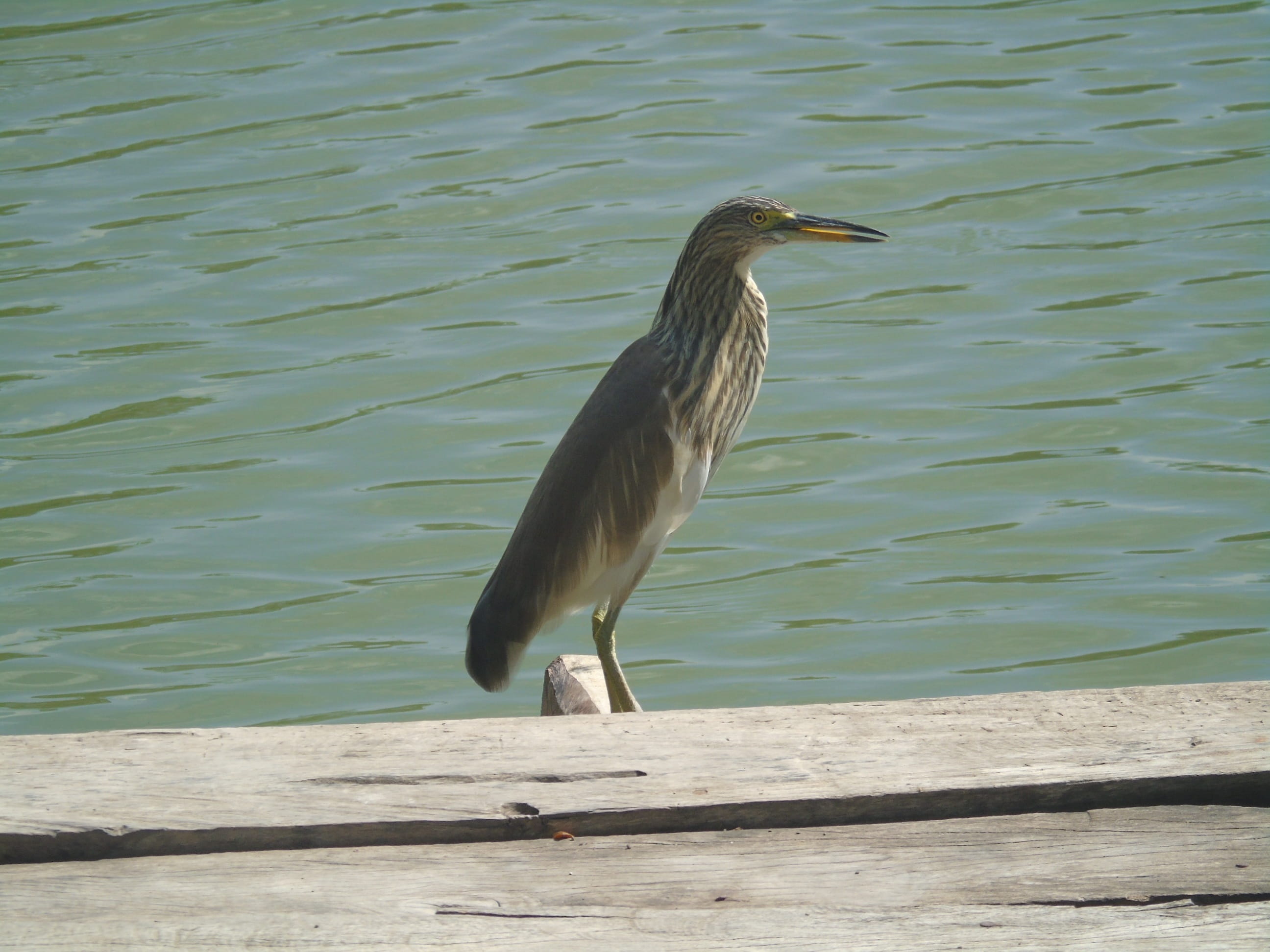 thailand, Bird, Chinese Pond Heron, wildlife, pier, no people, water bird, perching, sunlight, day, lake, one animal, Water, feather, wood - material, animal wildlife, HD Wallpaper