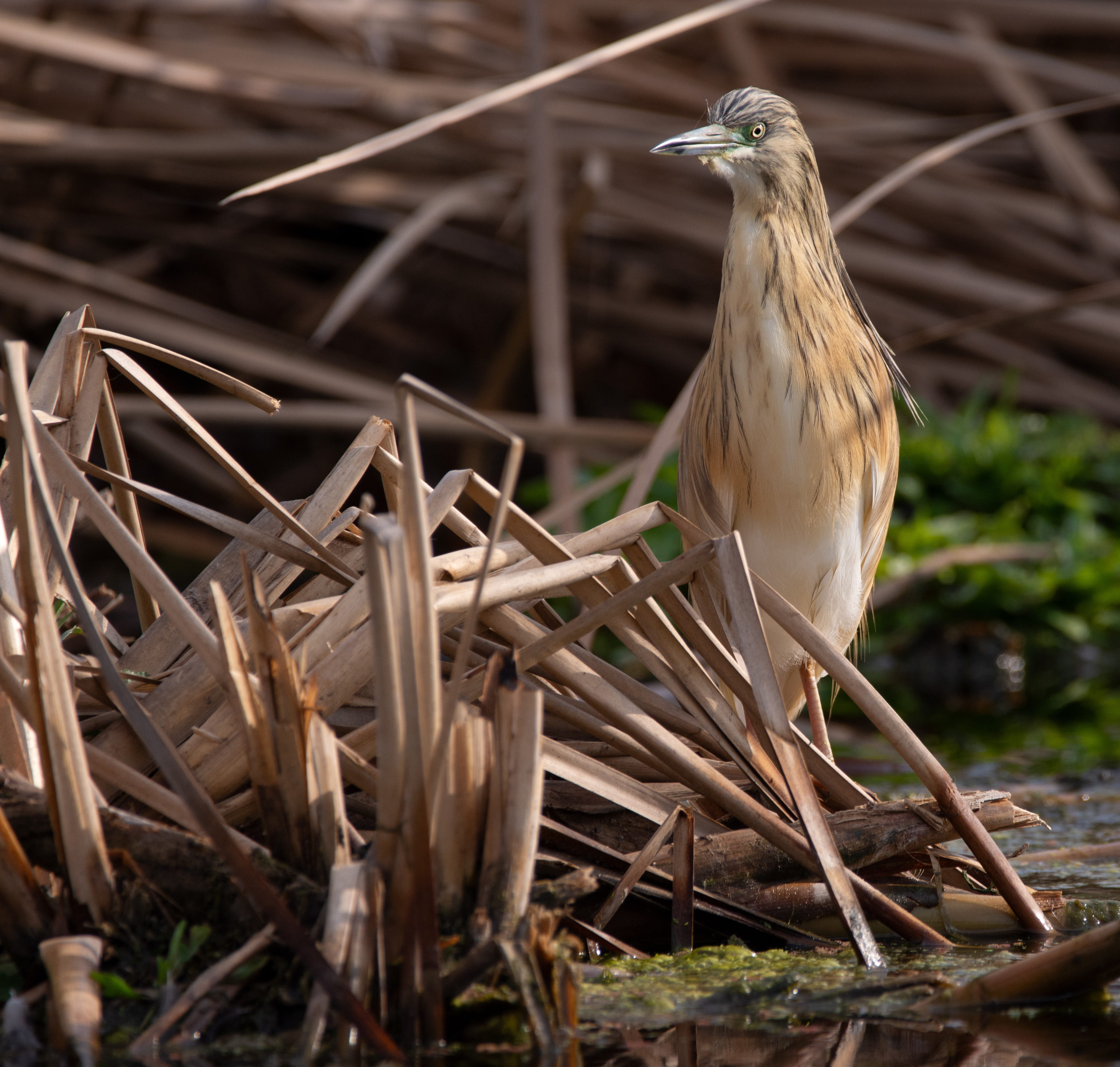 animal themes, stick - plant part, birdwatching, heron, 4K, animal, close-up, animal wildlife, one animal, sunlight, squacco heron, selective focus, no people, HD Wallpaper