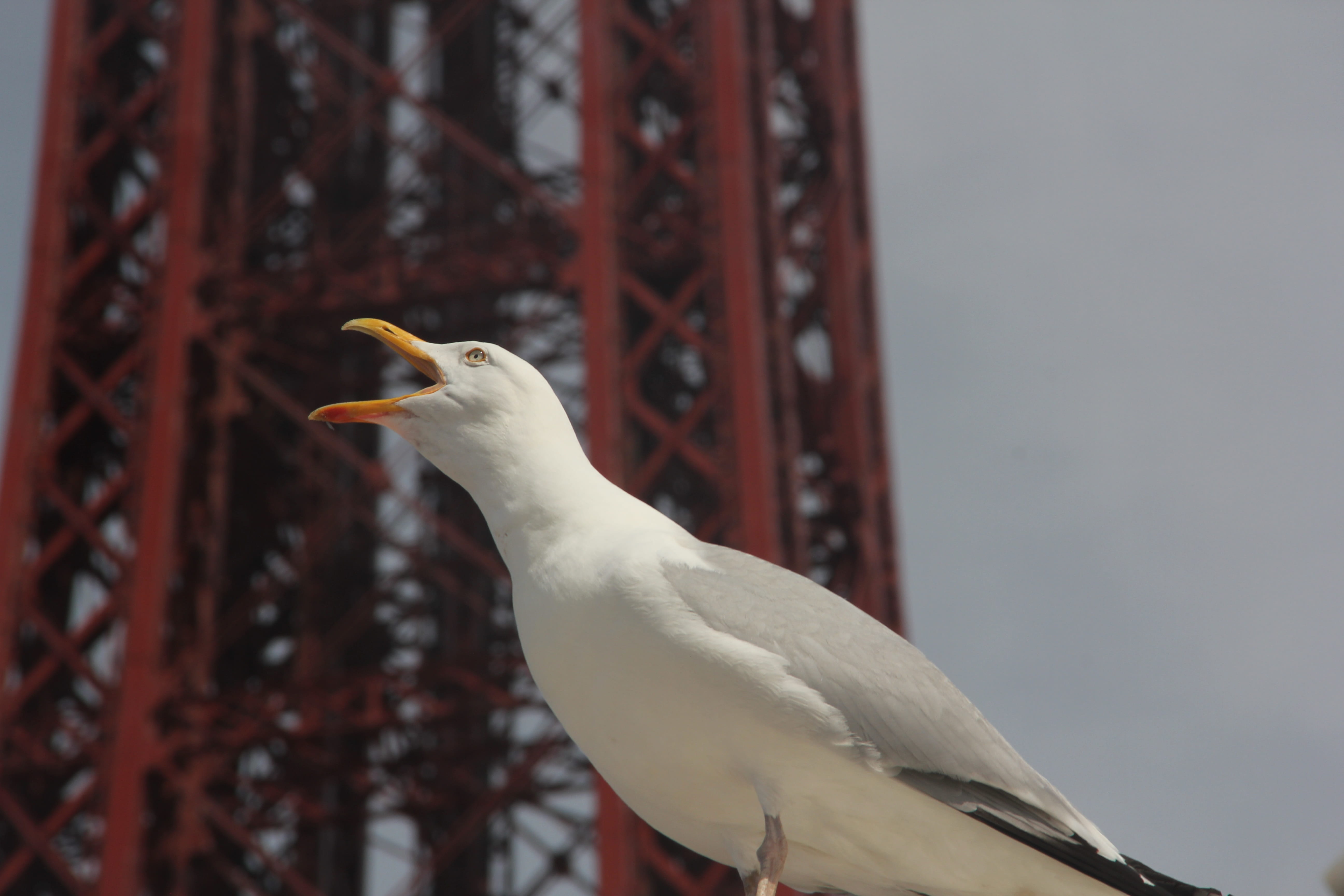 uk, focus on foreground, perching, birdwatching, animal wildlife, animal, tree, outdoors, england, blackpool, 5K, seagull, animals in the wild, animal themes, HD Wallpaper