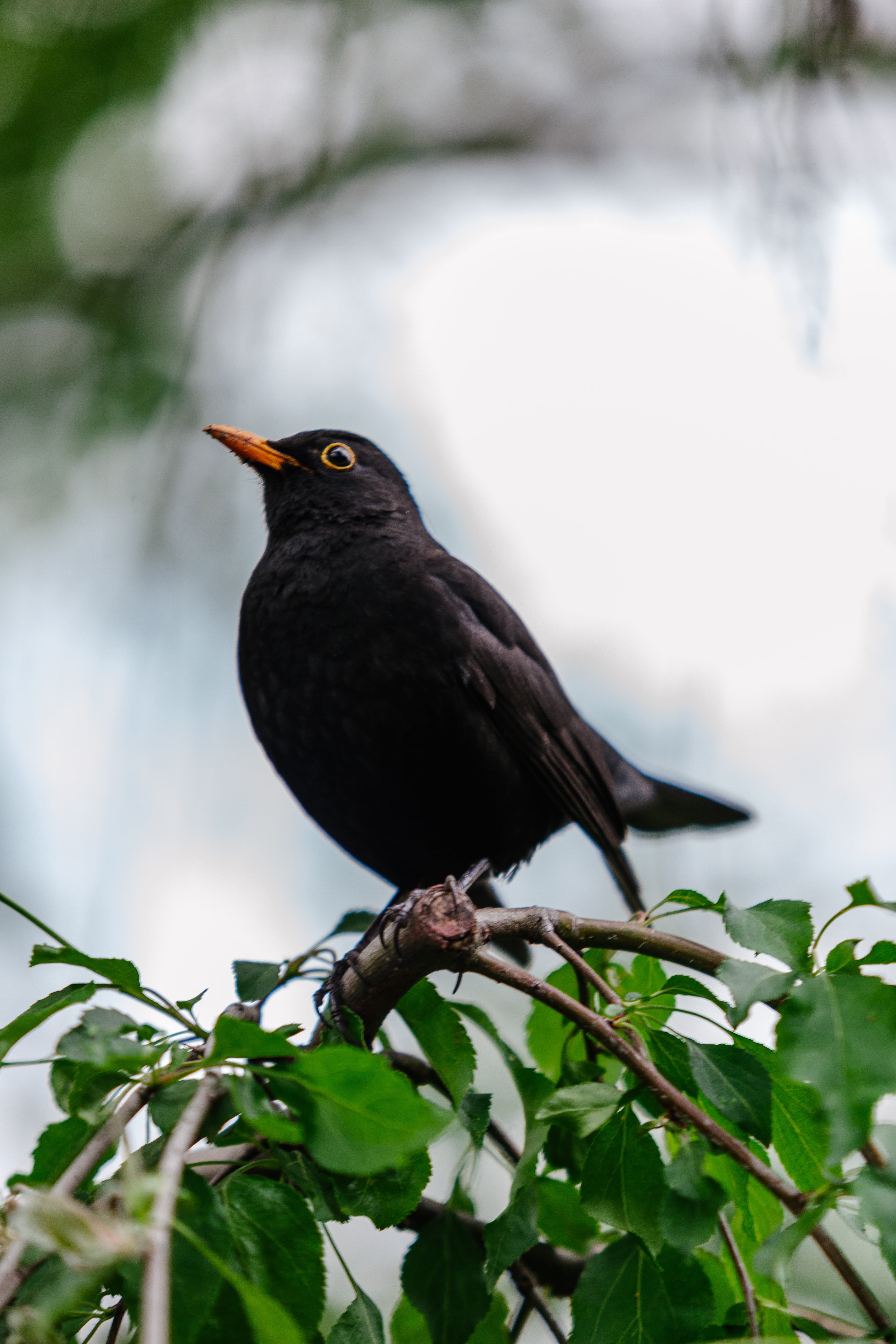 male, portrait, plant, wildlife, animal, wild, outdoors, common, eye, leaf, ornithology, 5K, yellow, wing, natural, branch, plumage, feather, focus on foreground, Phone HD Wallpaper