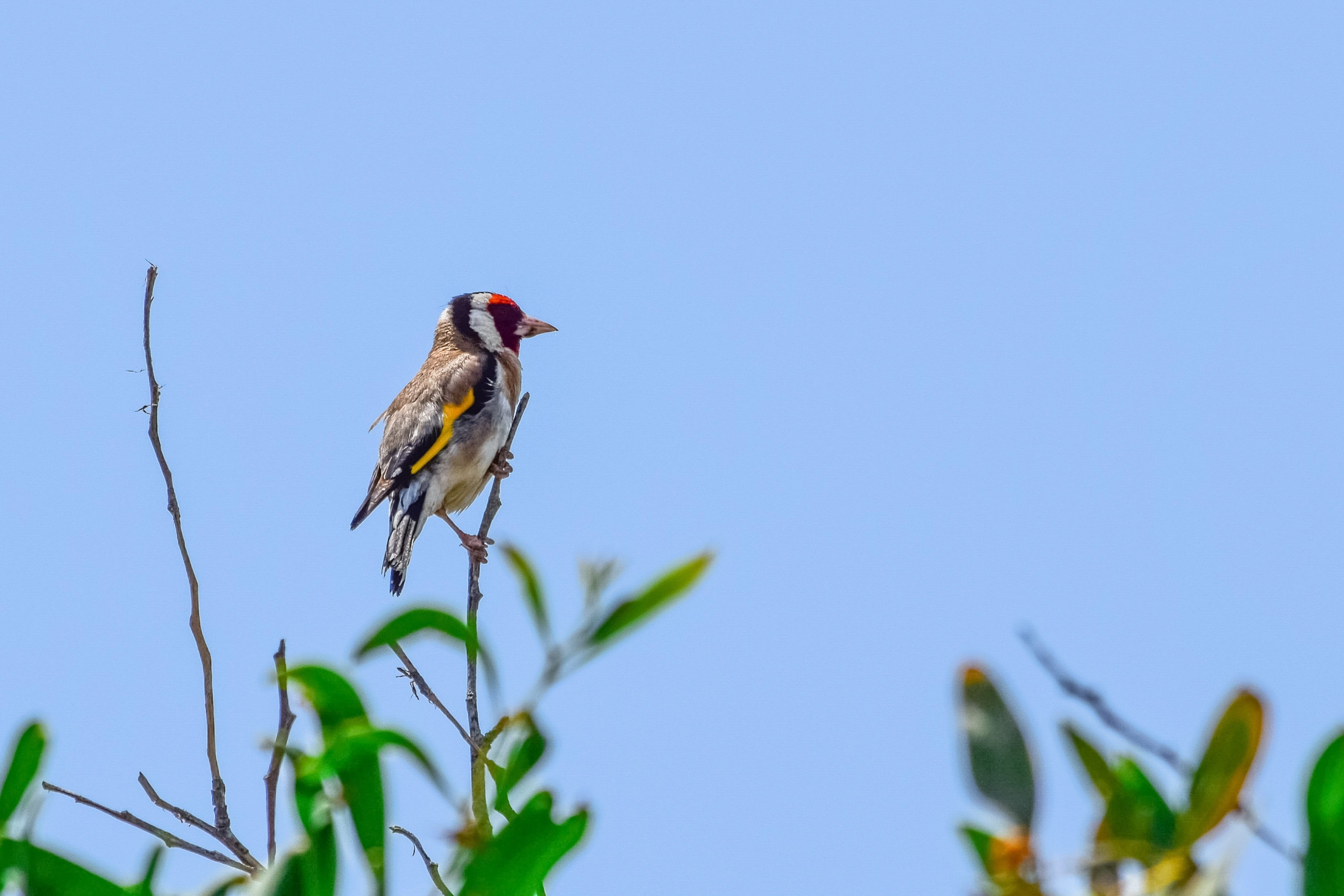 animal, nature, outdoors, fauna, no people, animals in the wild, day, 2K, animal wildlife, vertebrate, tree, blue, perching, plant, low angle view, branch, HD Wallpaper