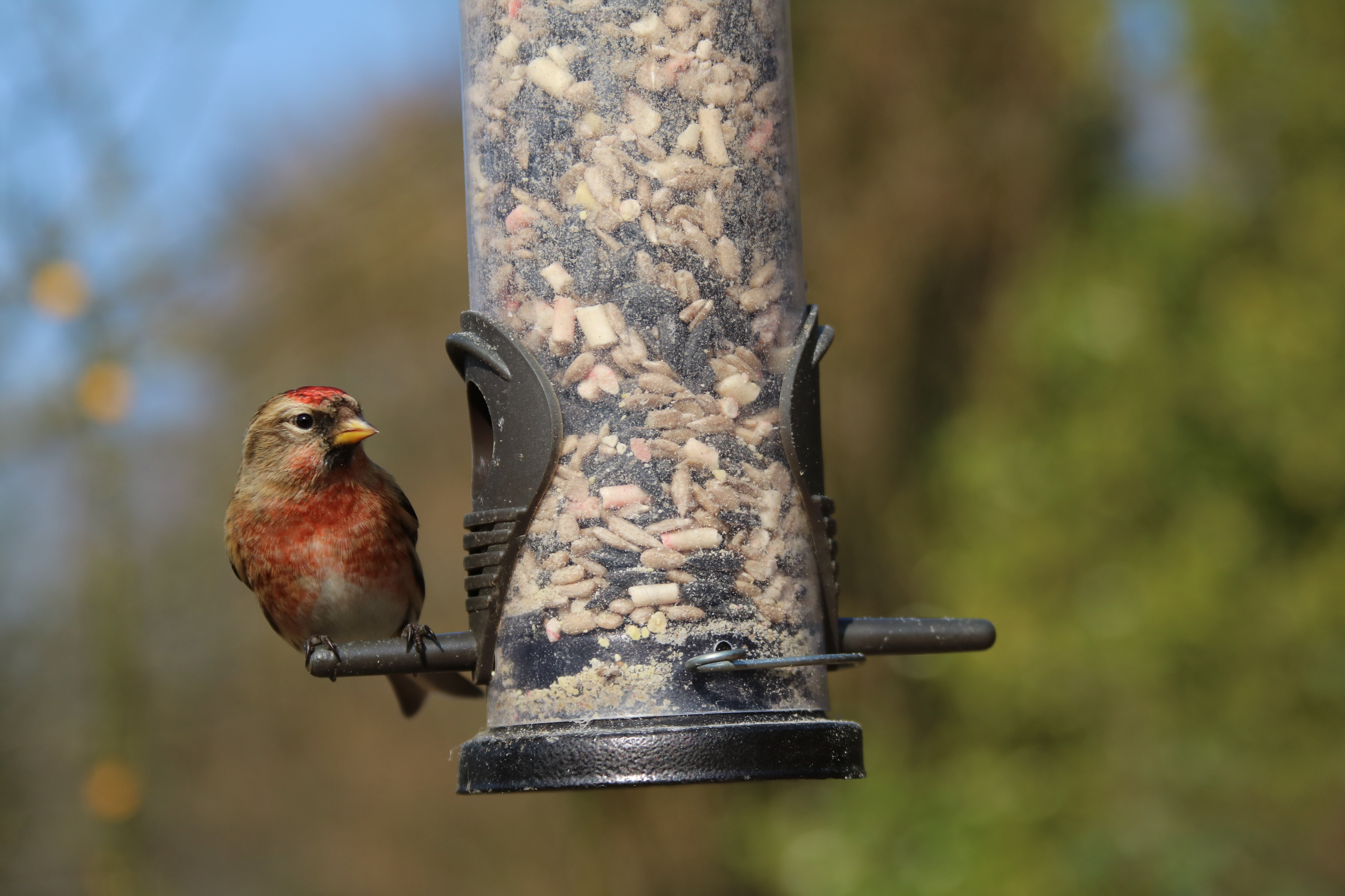 nature, linnet, animal, red, vertebrate, wooden post, animal themes, feeder, close-up, british, focus on foreground, garden bird, perching, no people, animals in the wild, HD Wallpaper