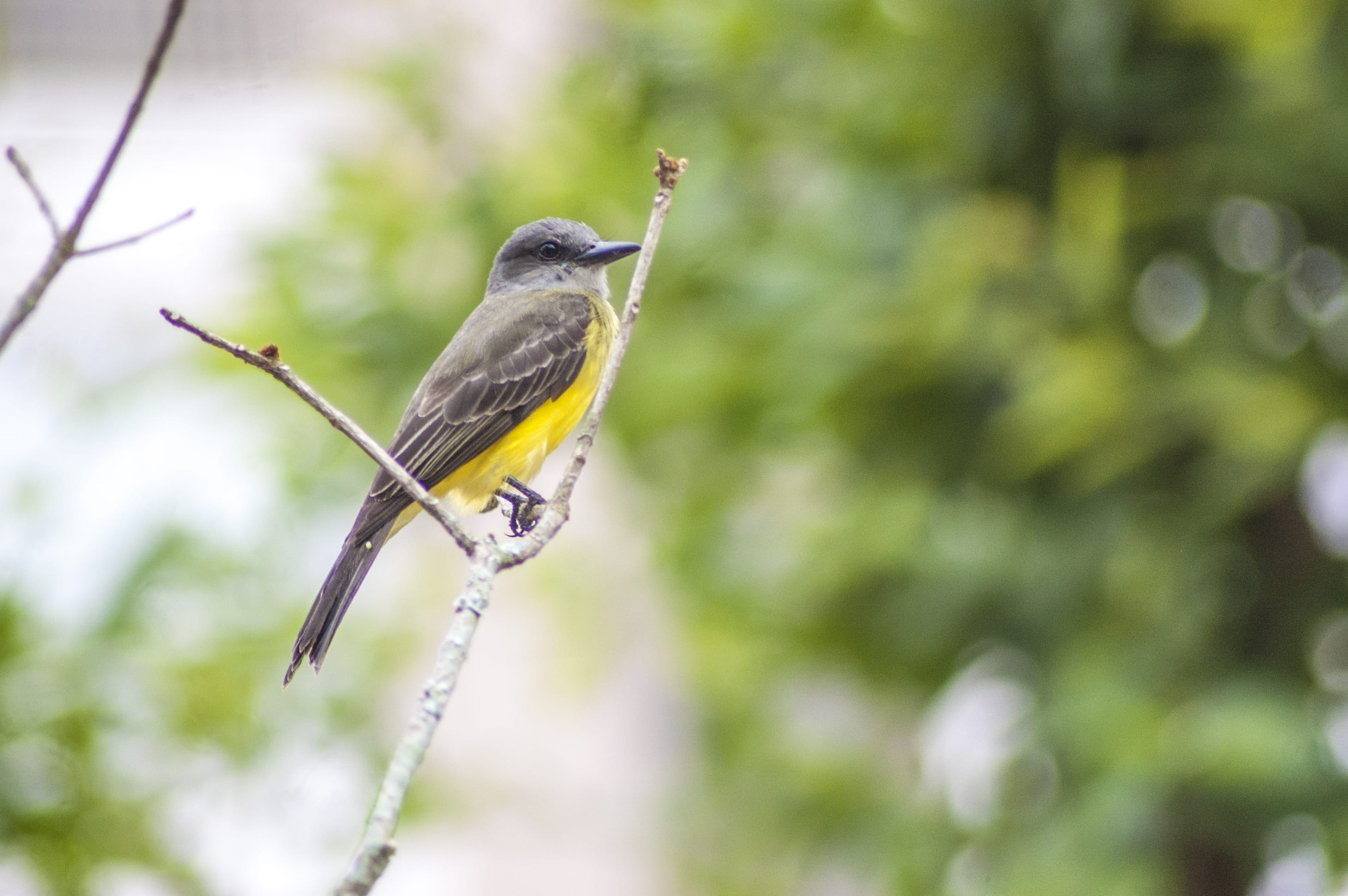 day, outdoors, focus on foreground, beauty in nature, animals in the wild, one animal, green, brazil, bird, nature, animal, zoology, no people, close-up, HD Wallpaper