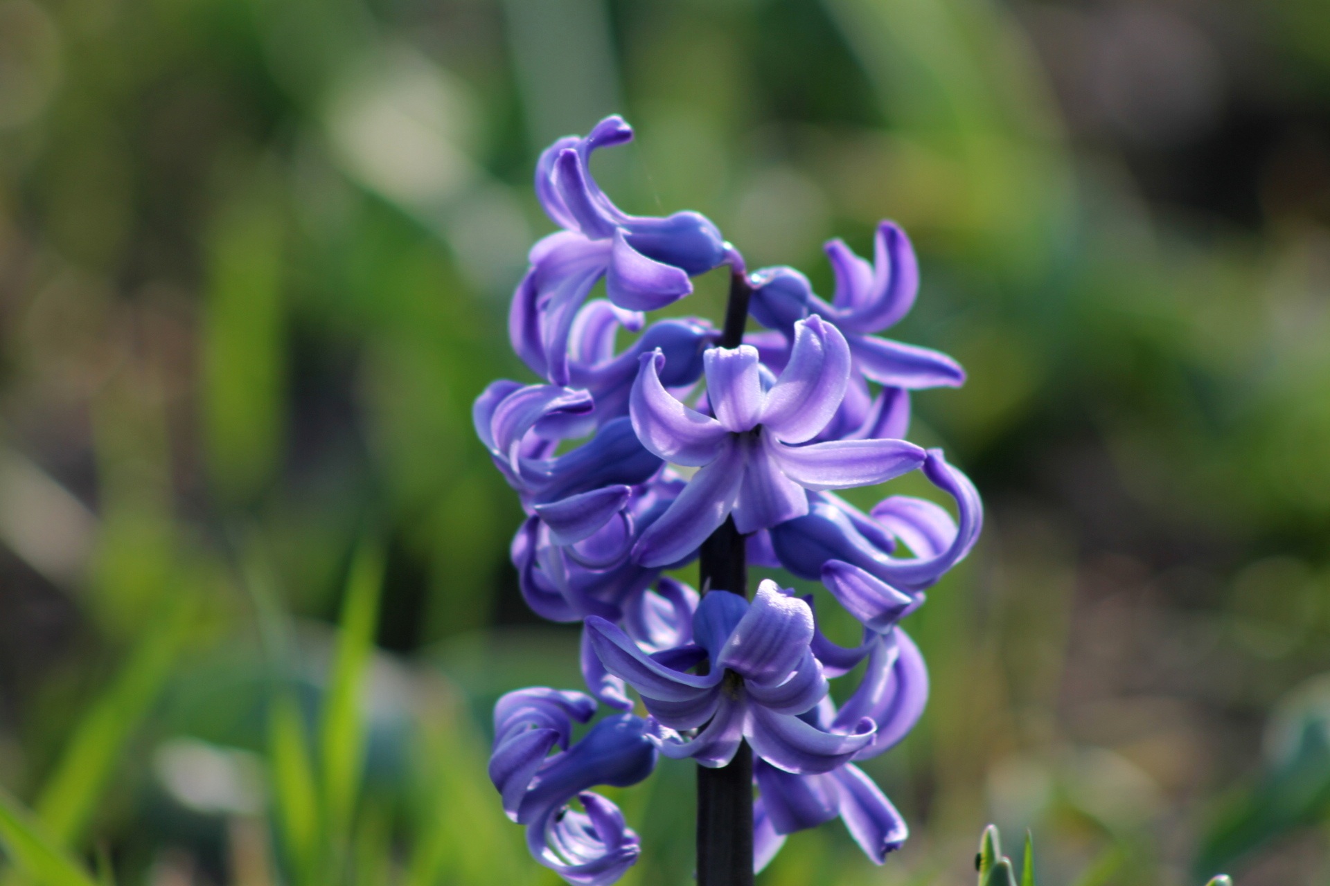 beauty in nature, lilac, spring flower, flower, plant, fragility, no people, city park, vienna, day, botany, growth, vulnerability, spring, stadtpark vienna, HD Wallpaper