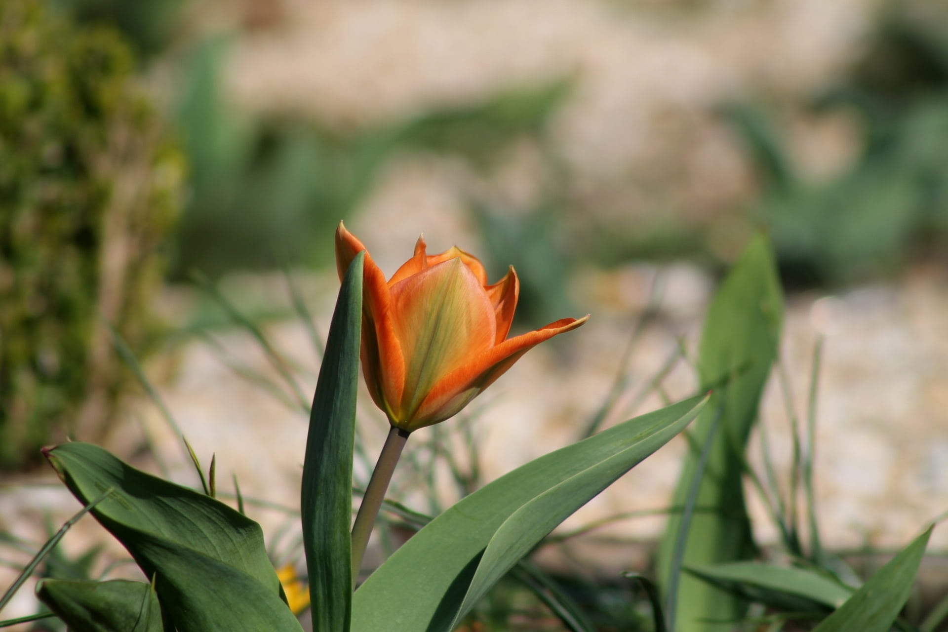 tulip, flower head, botany, fragility, vienna, blossom, close-up, blooming, plant part, 1080P, harbinger of spring, vulnerability, flower, freshness, petal, HD Wallpaper
