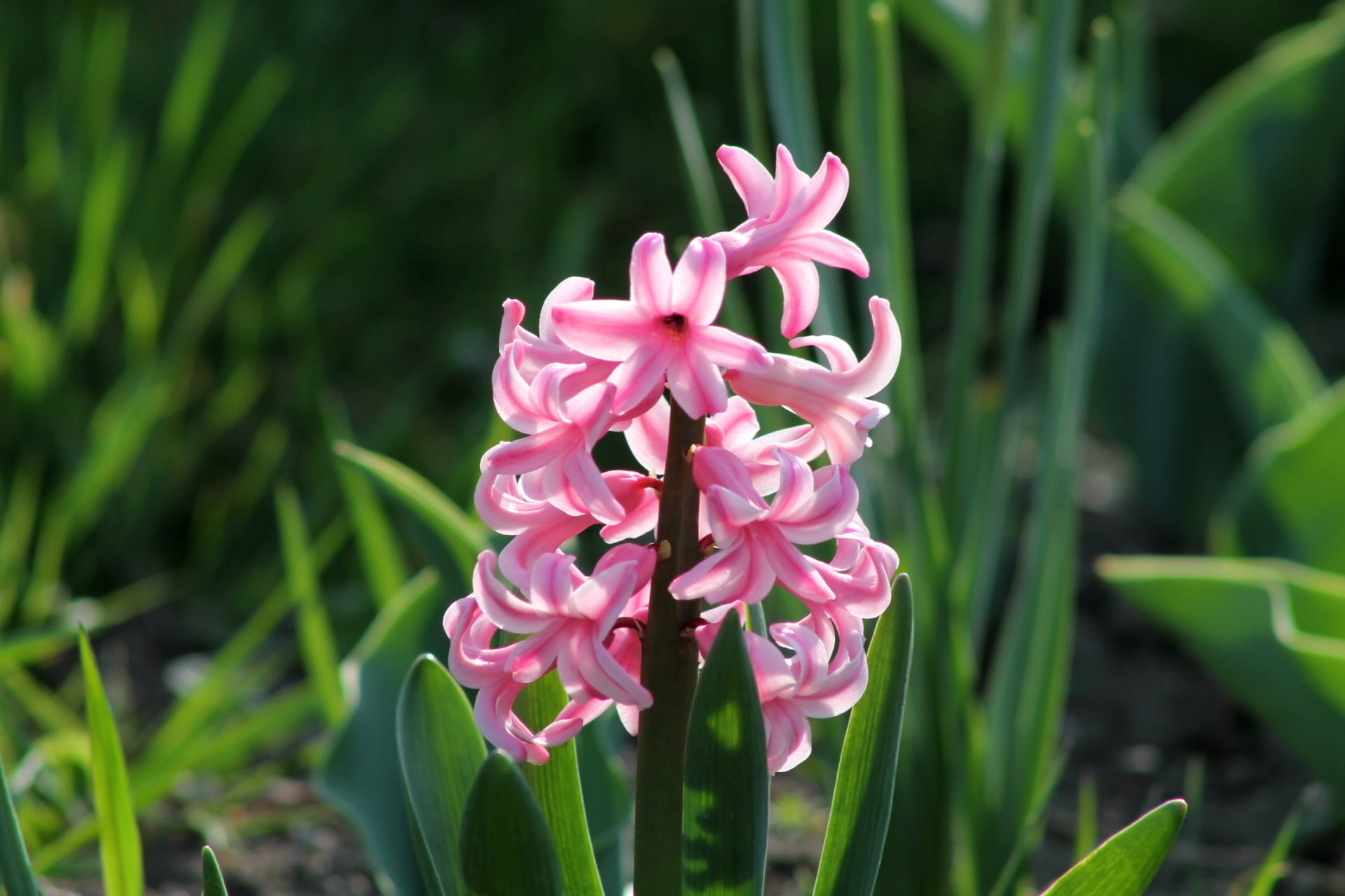 outdoors, growth, nature, hyacinth, plant part, leaf, focus on foreground, spring, freshness, fragility, springtime, day, green color, vulnerability, plant, HD Wallpaper